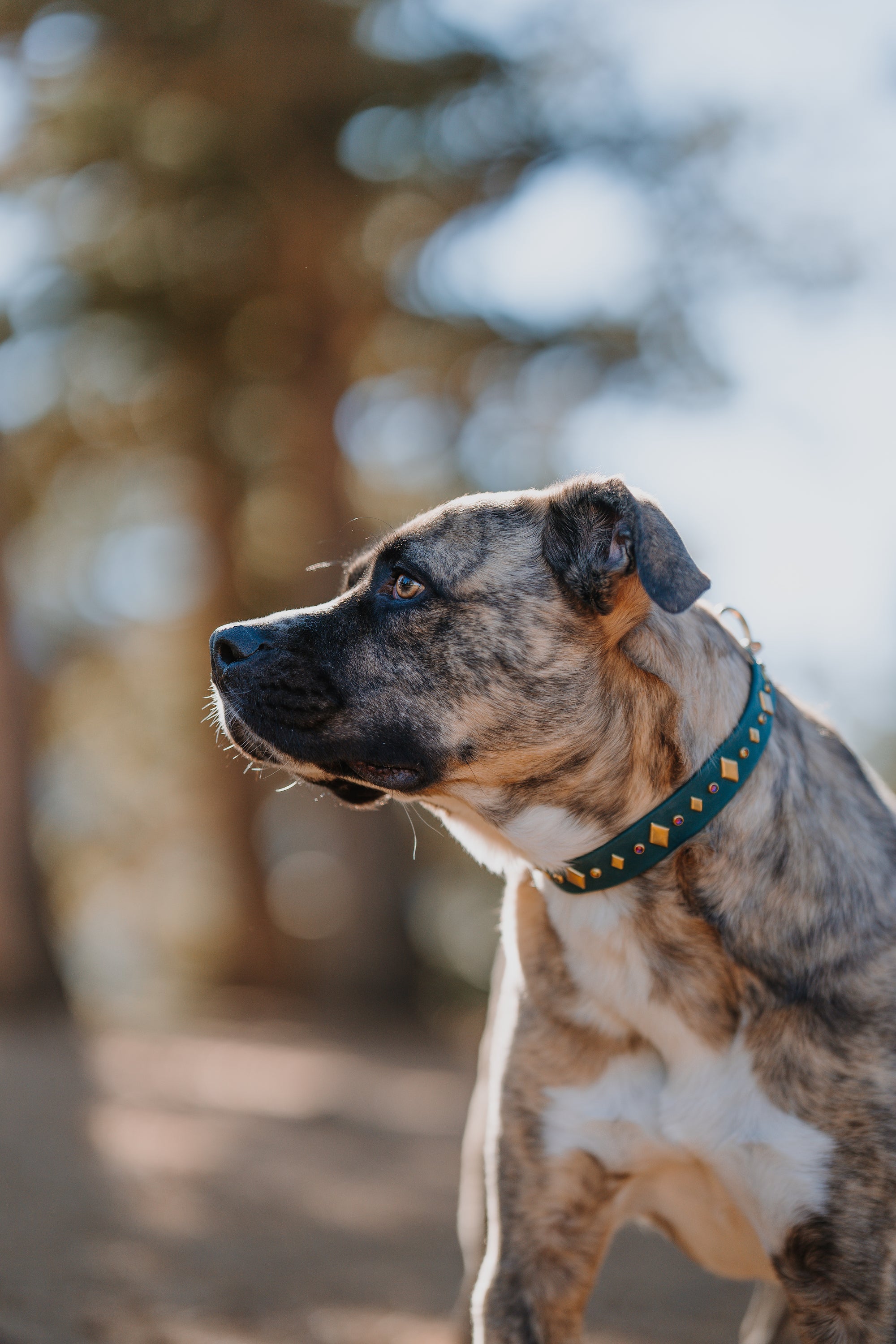 The 'Mantis' Collar