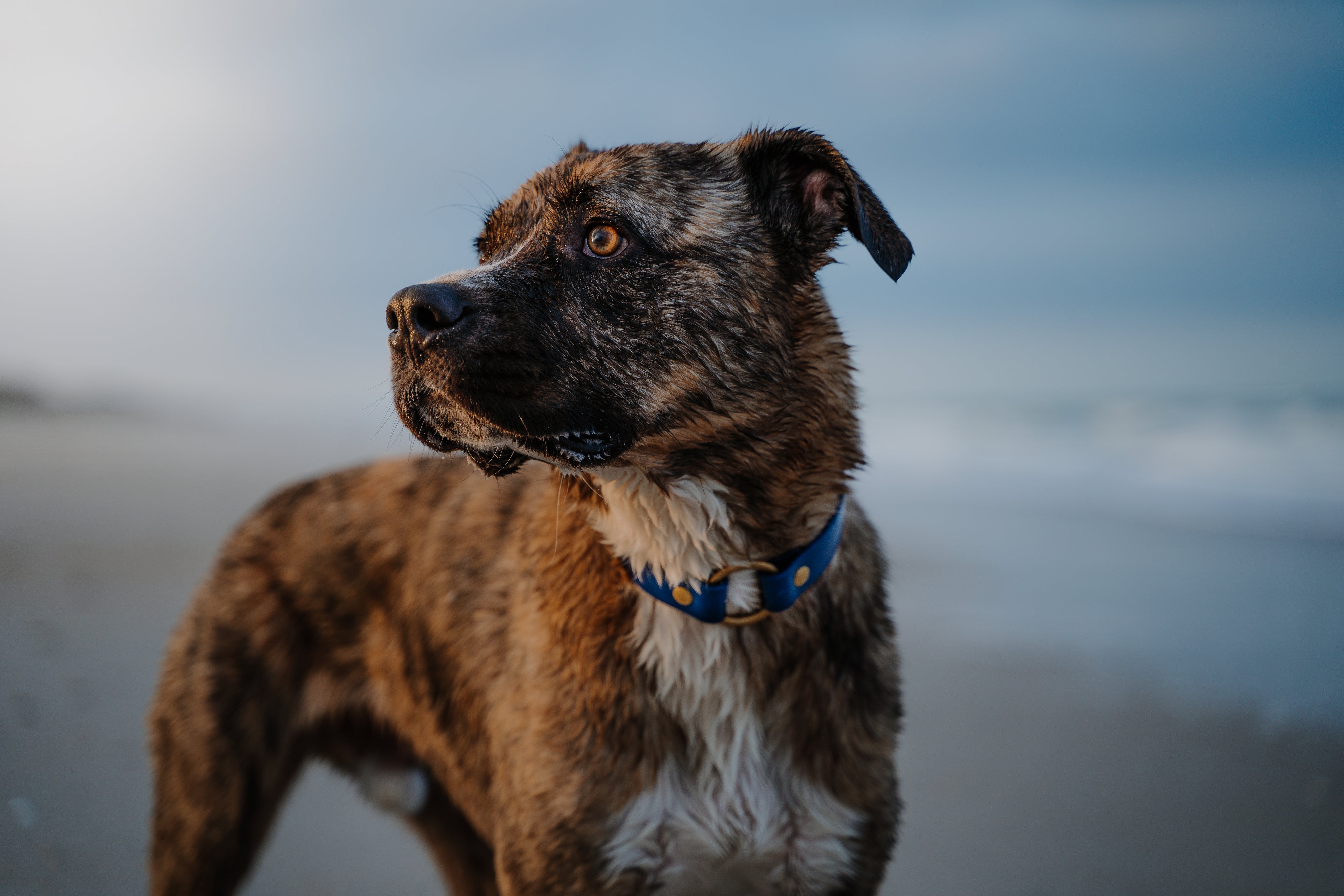 Denali Center Ring Collar