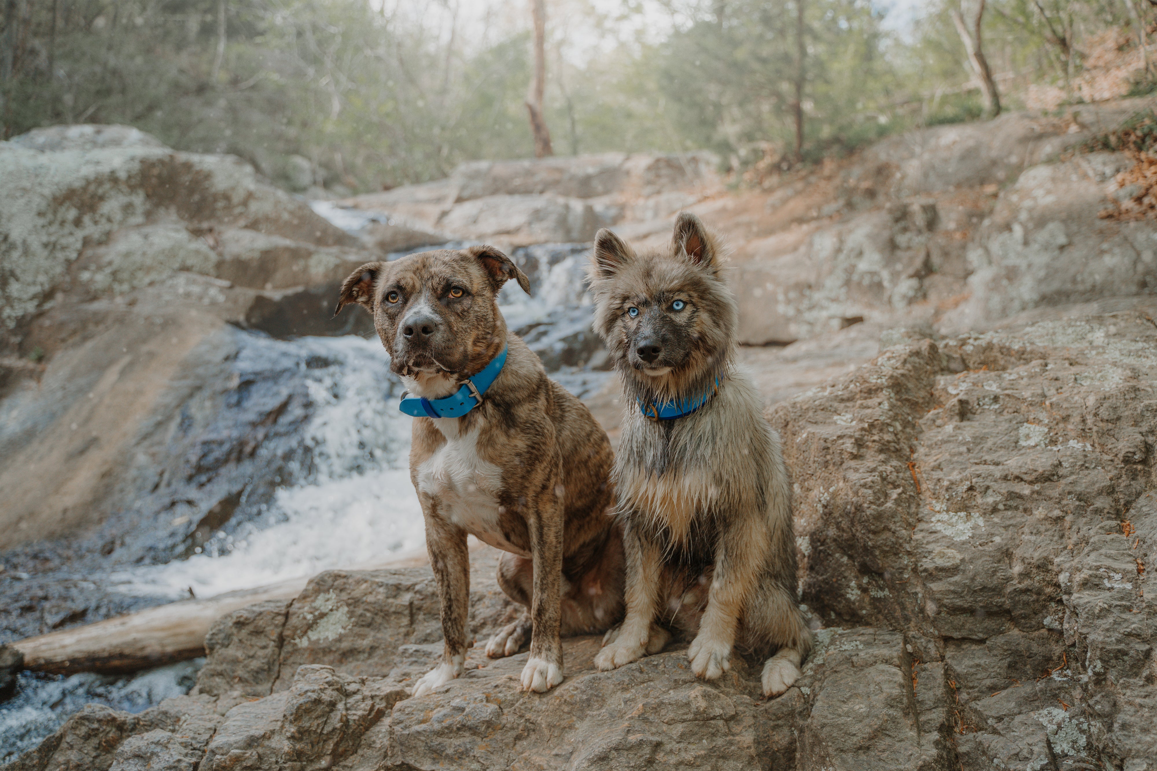 The Sitka Collar (1.5