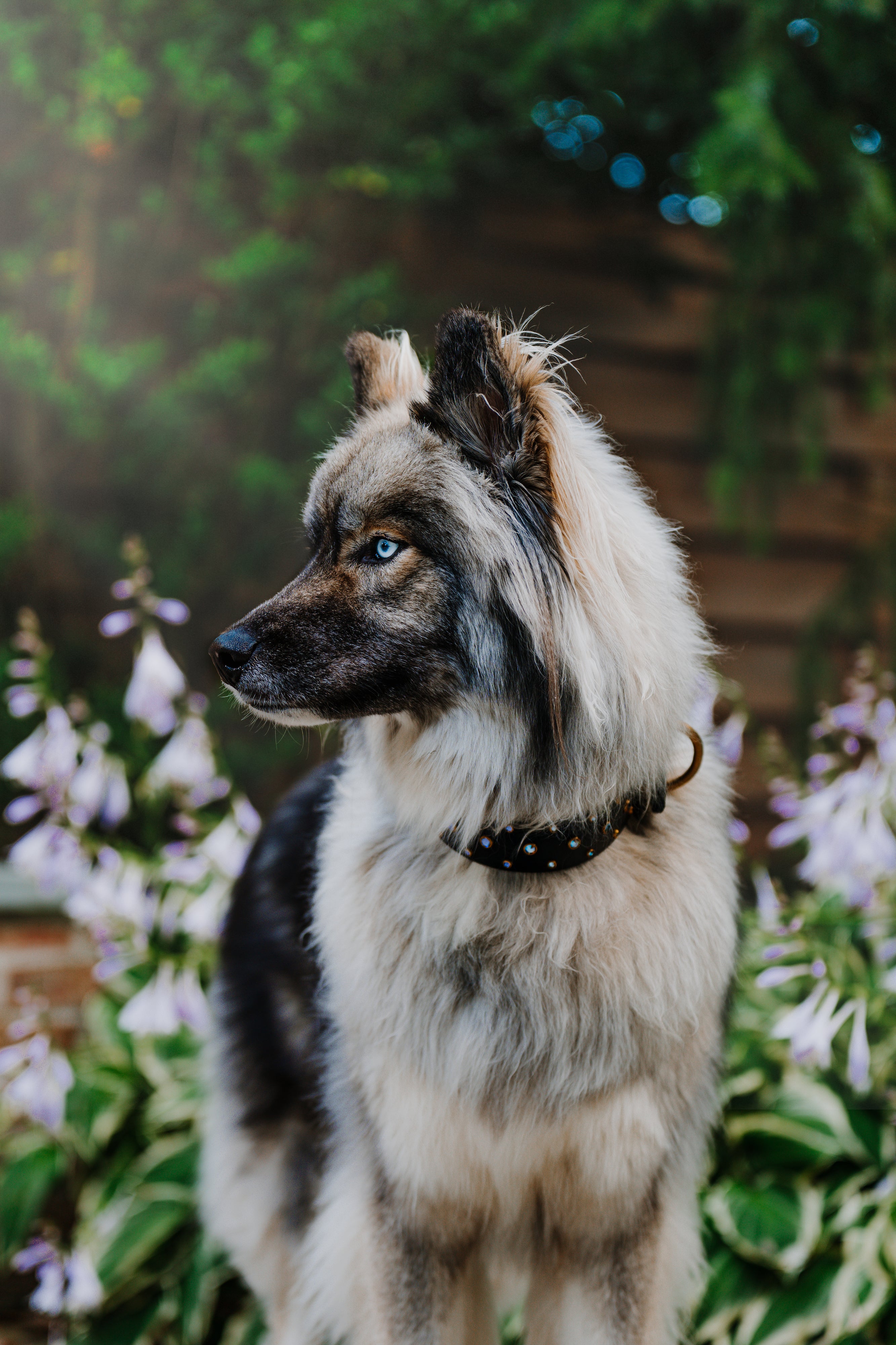 The 'Summit' Collar