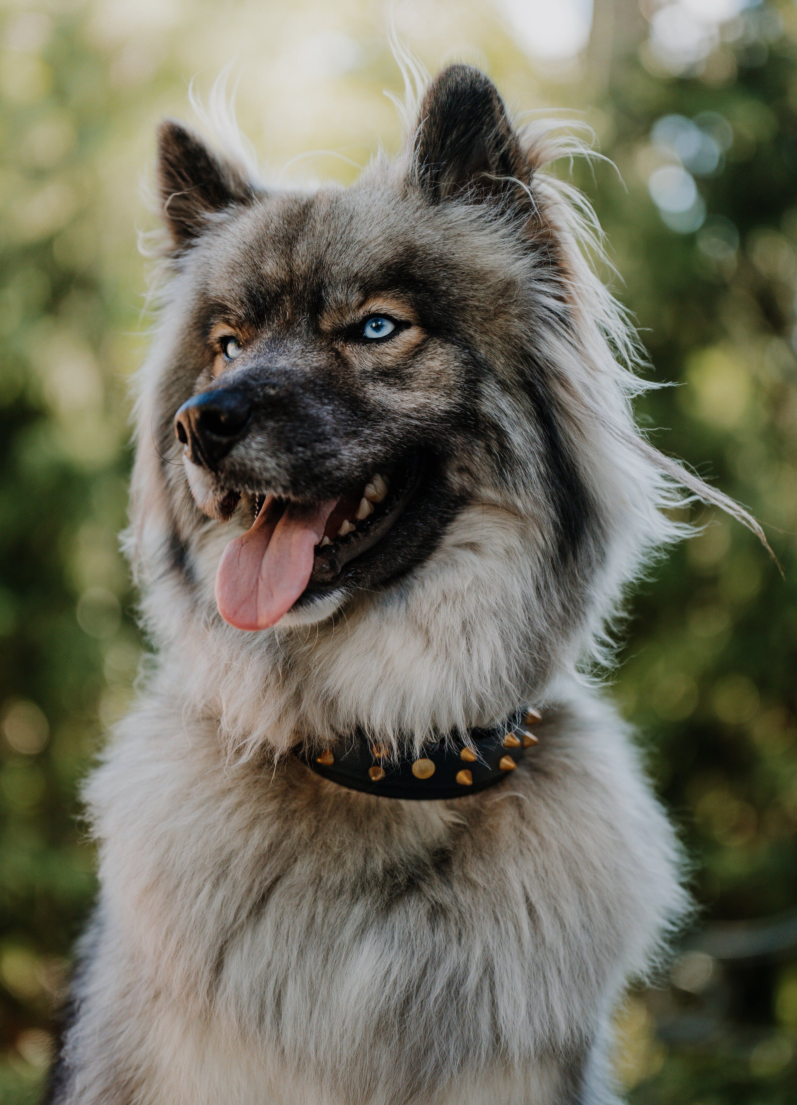 The 'Sawtooth' Collar