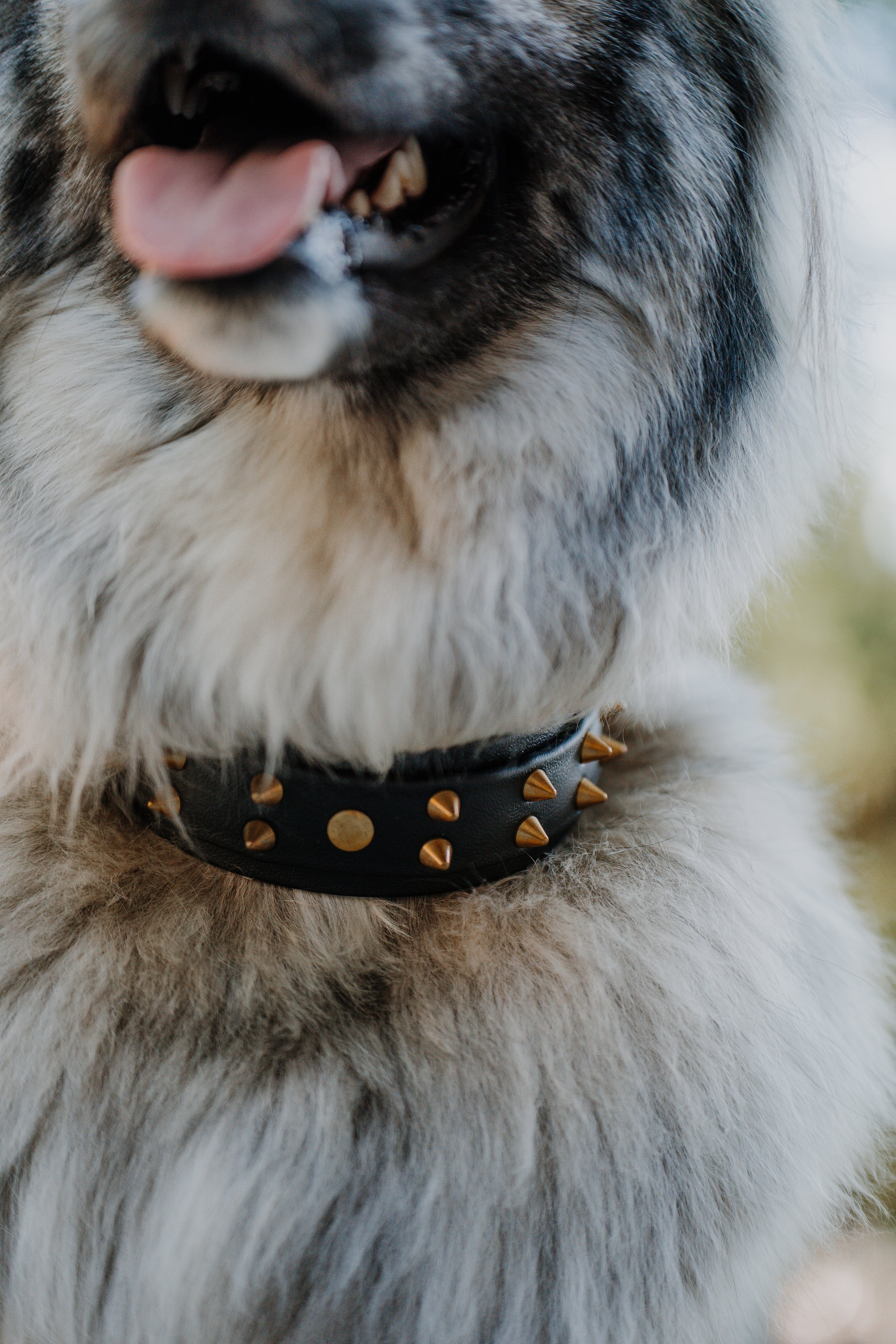 The 'Sawtooth' Collar
