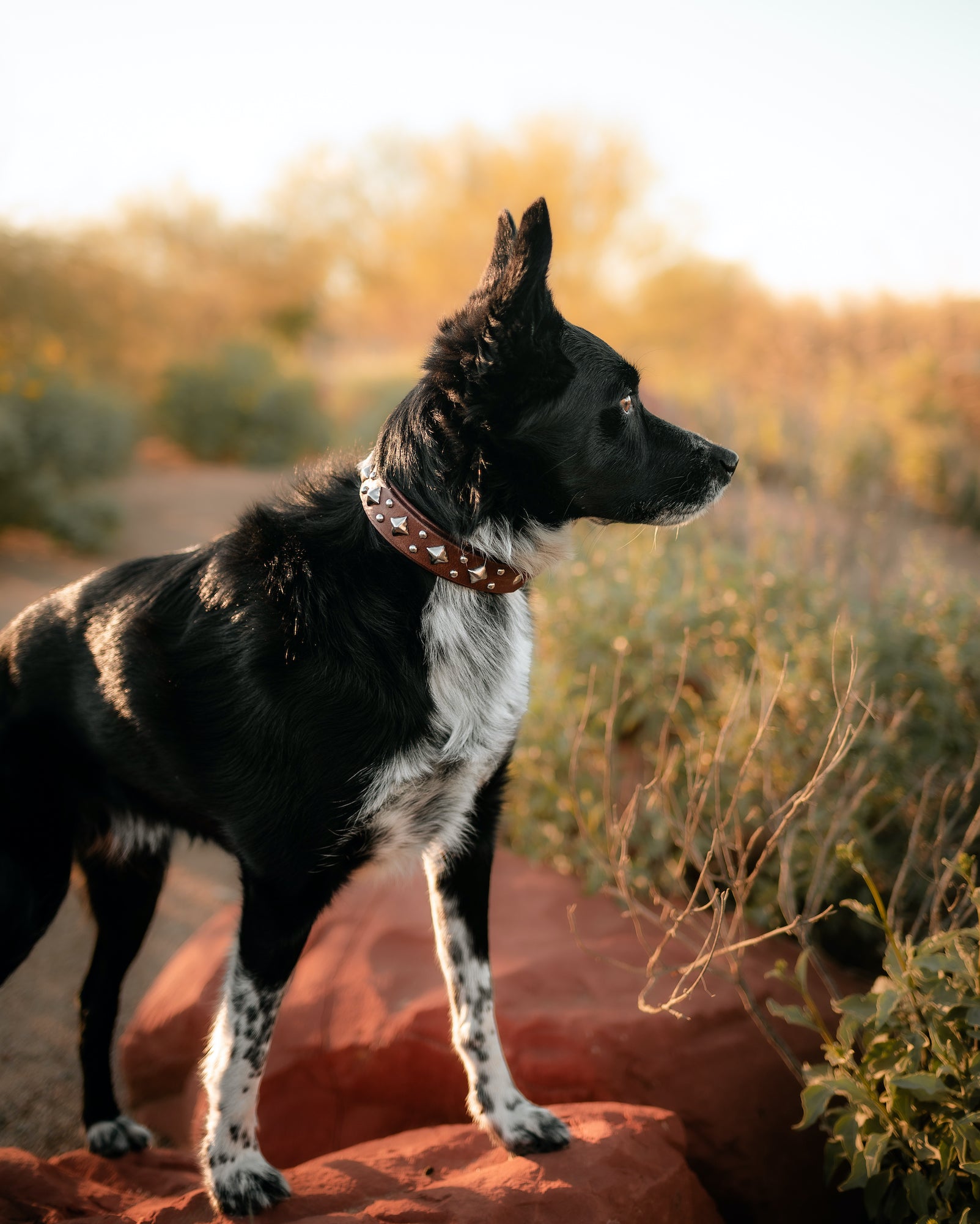 The 'Glacial Diamond' Leather Collar (1
