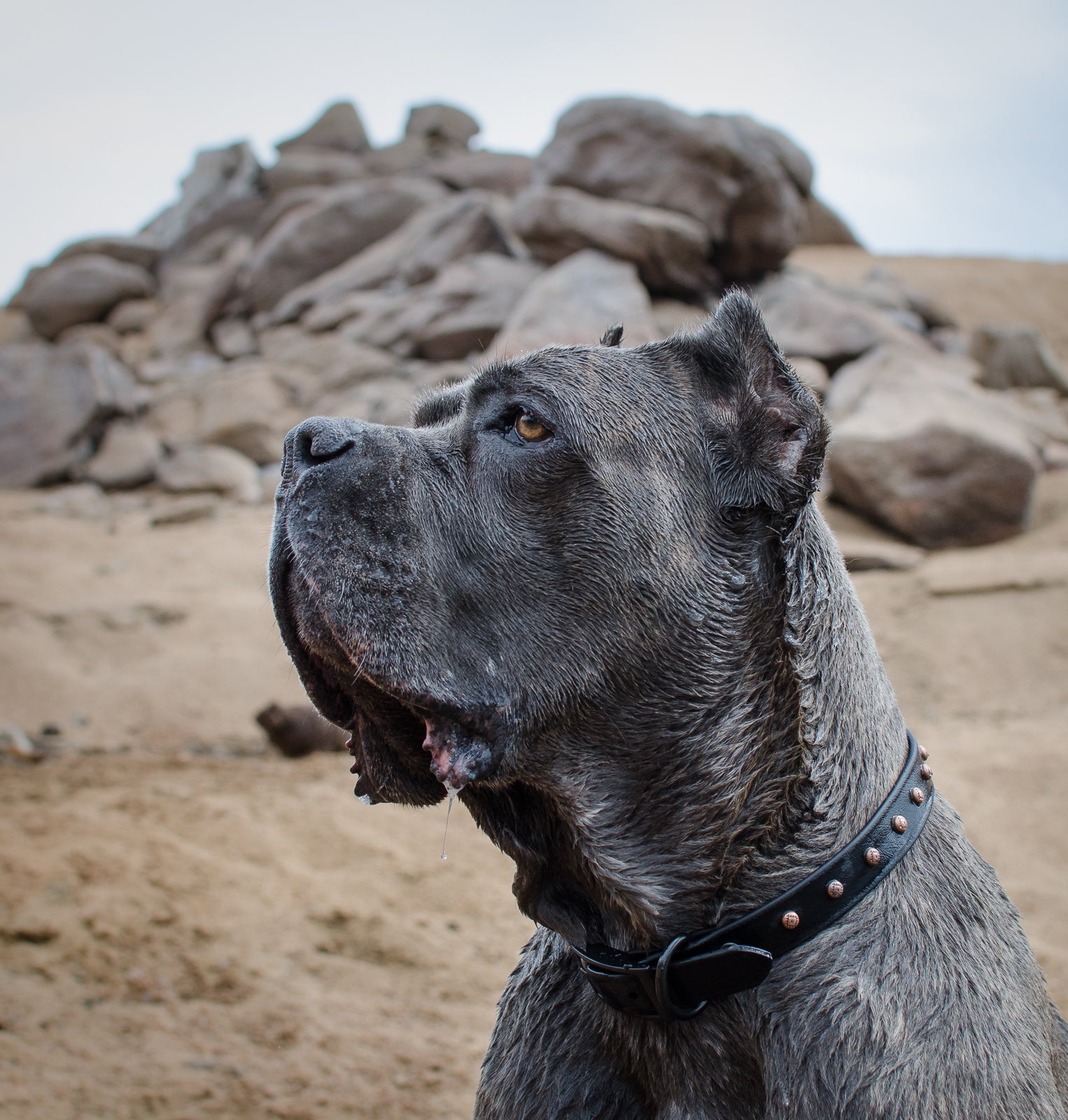 The 'Taos' Collar