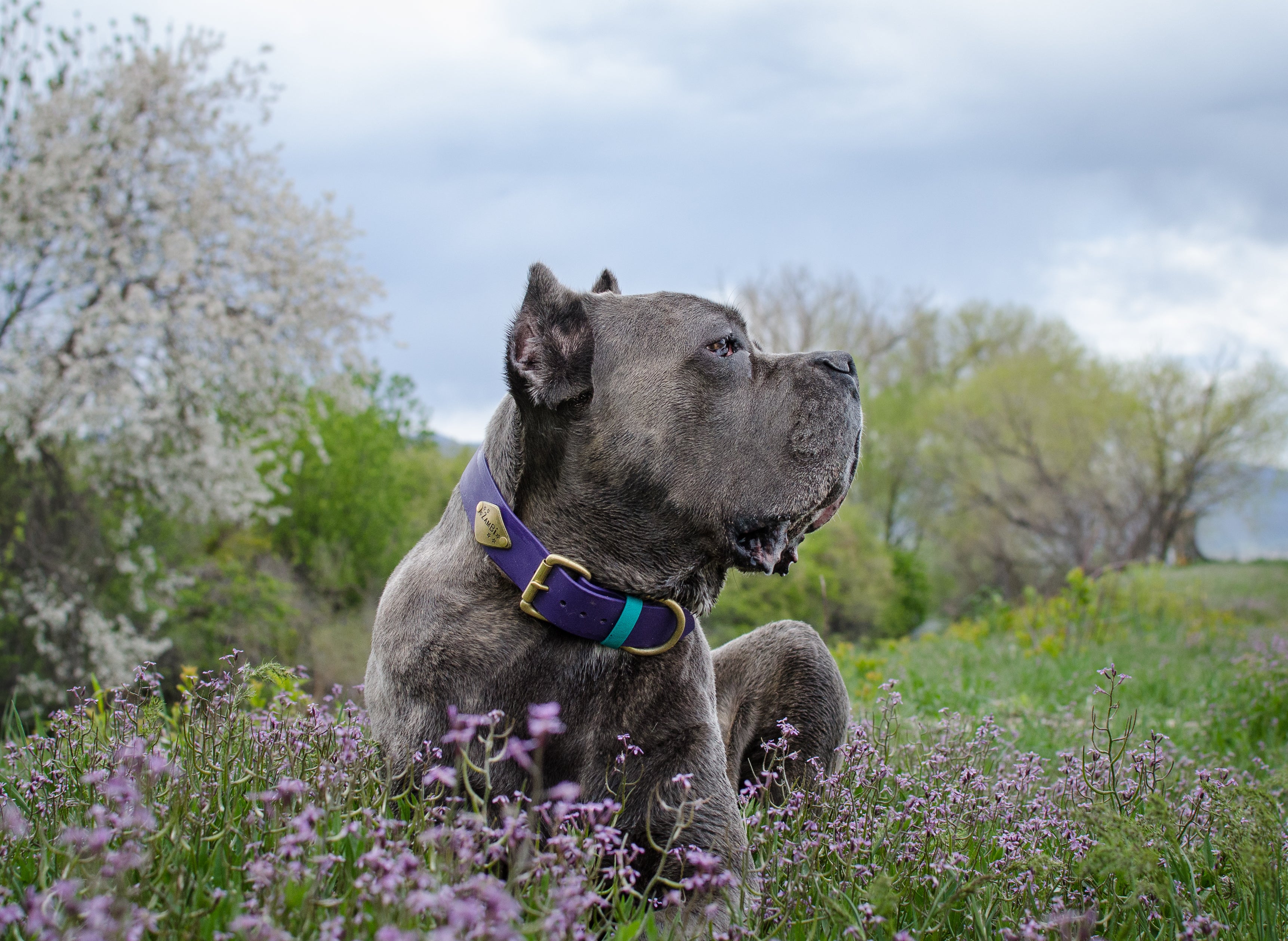 The Sitka Collar (1.5
