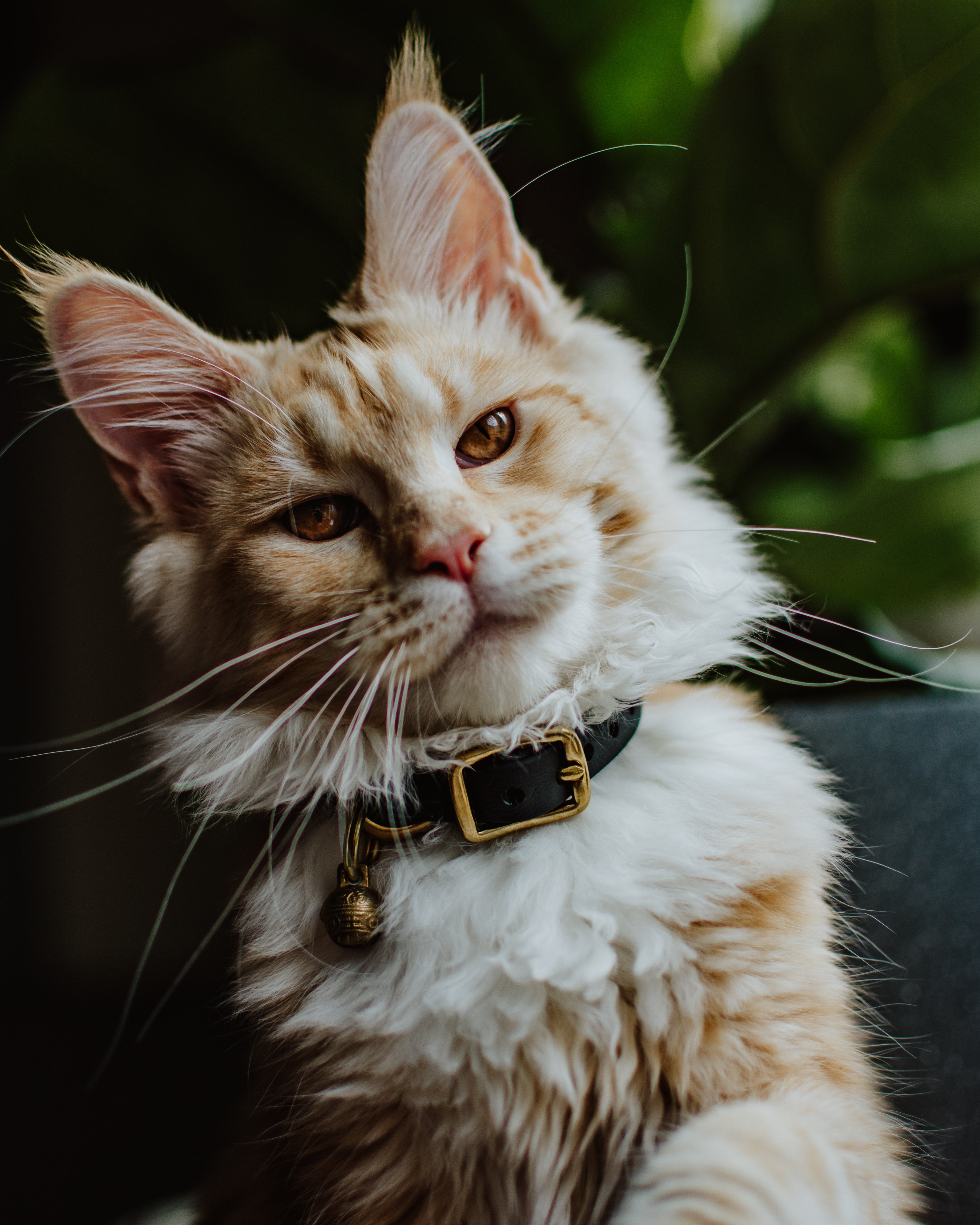 The 'Pax' Katmai Collar