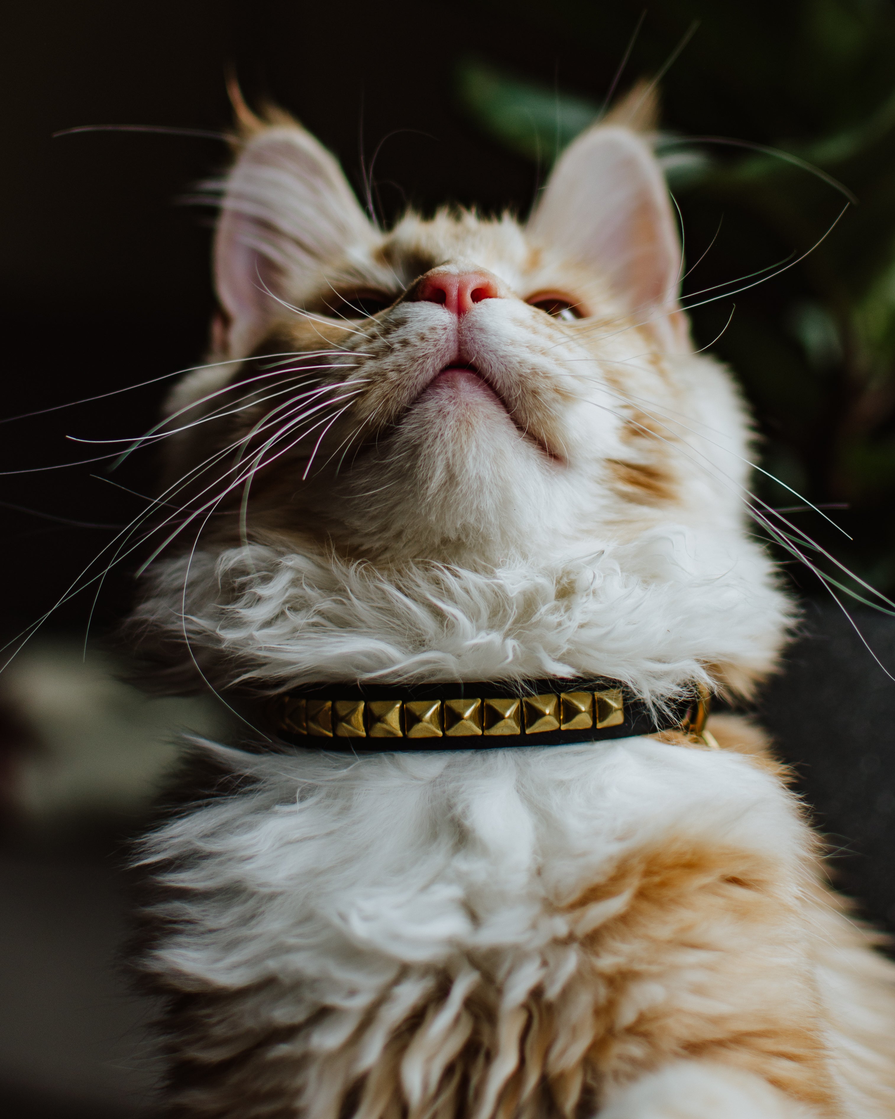 The 'Pax' Katmai Collar
