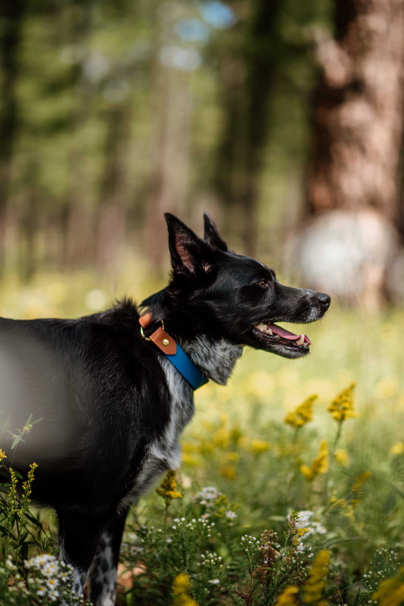 The 'Mariposa' Center Ring Collar