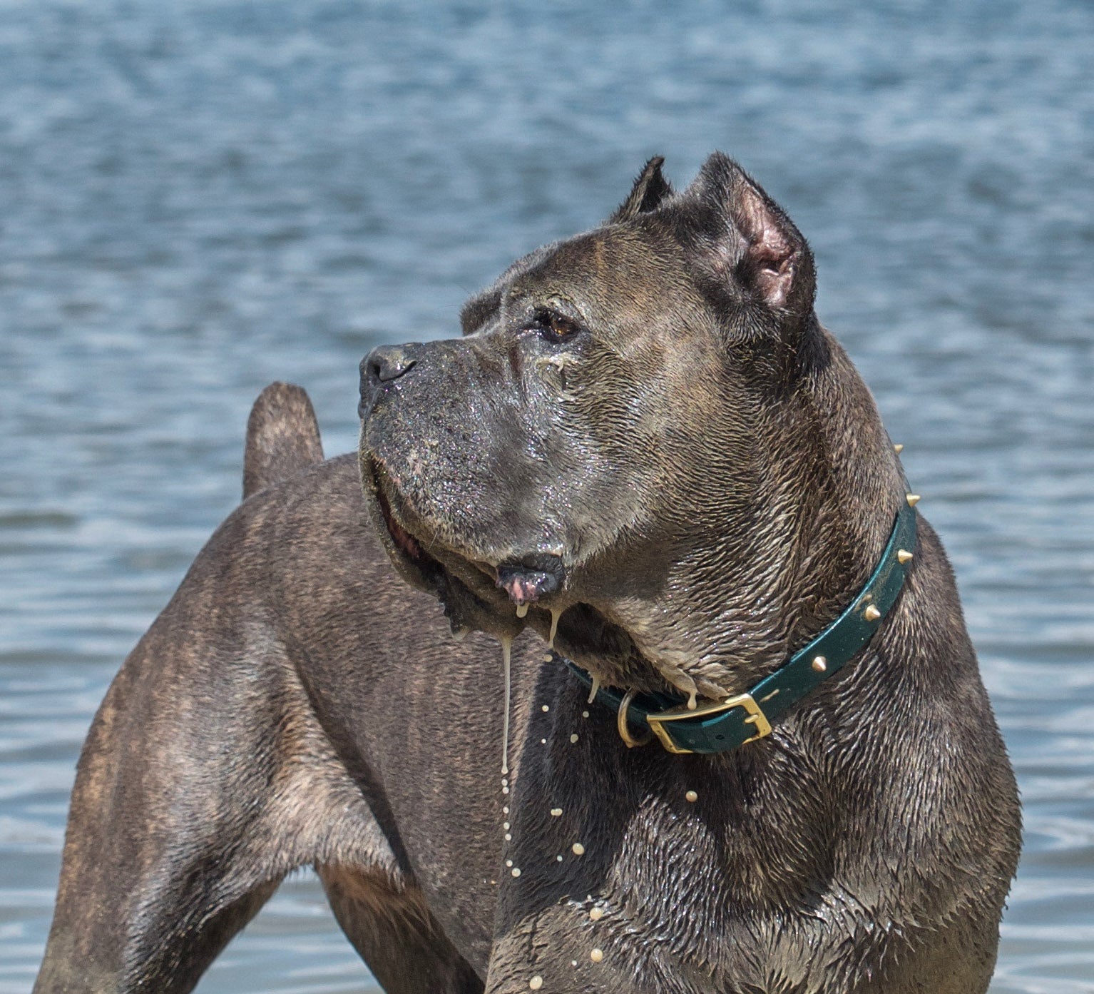 The 'Winston' Collar