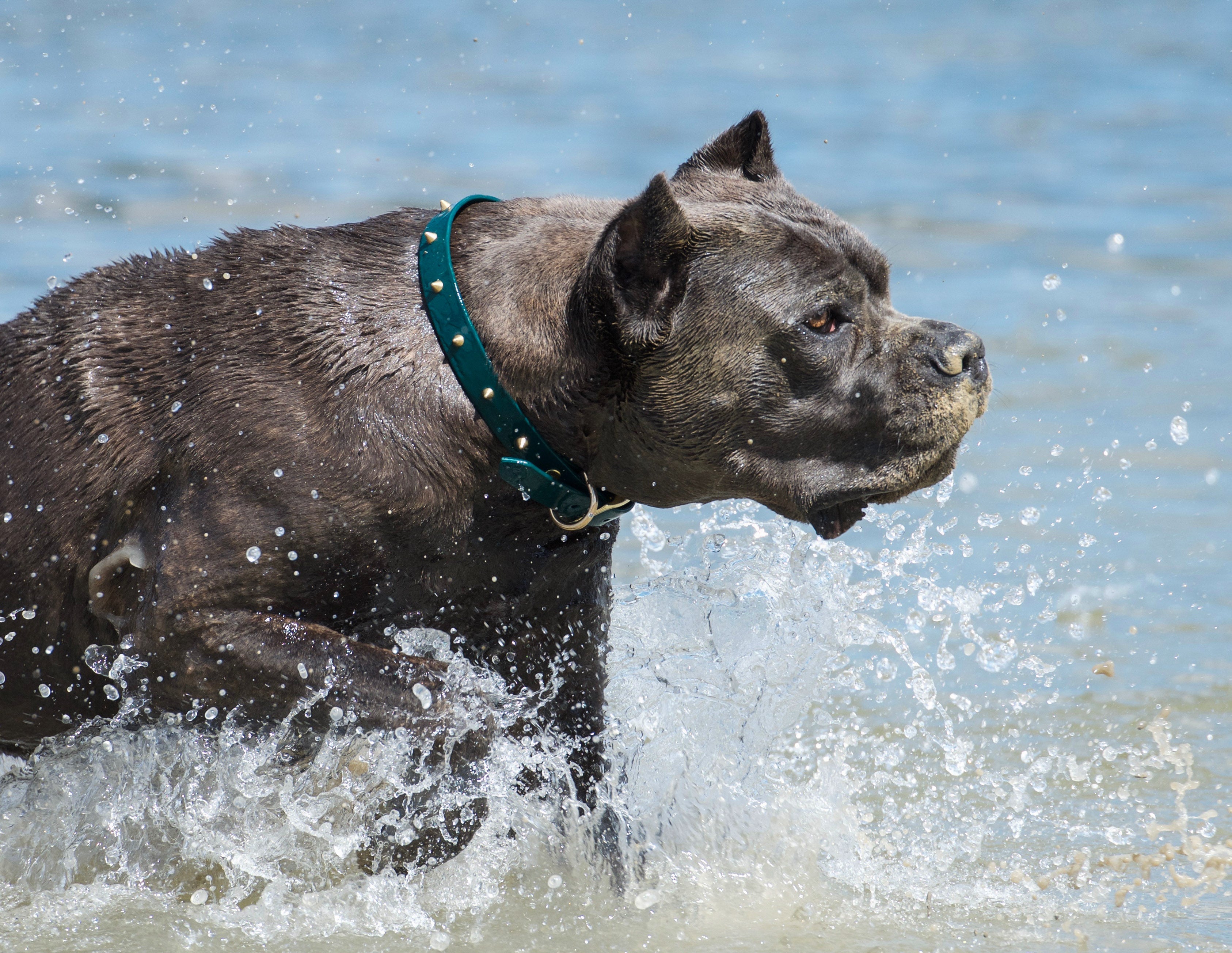 The 'Winston' Collar