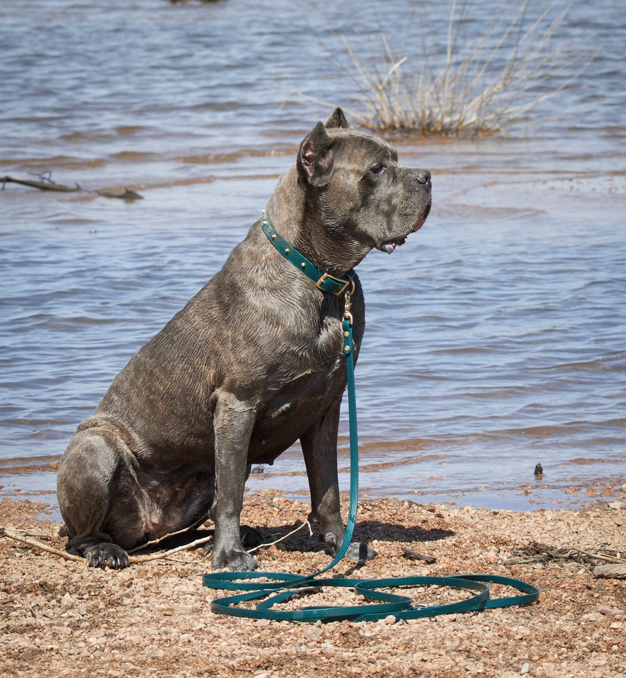 Denali Long Line Leash