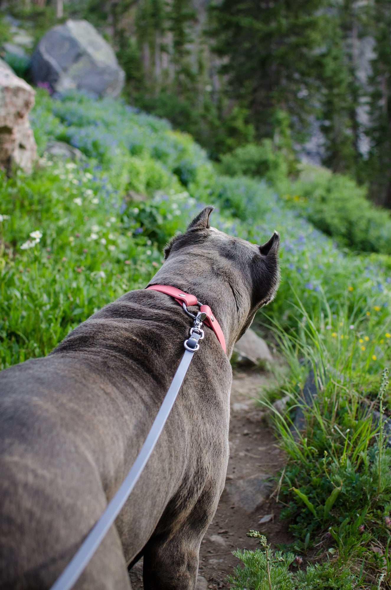Denali Center Ring Collar