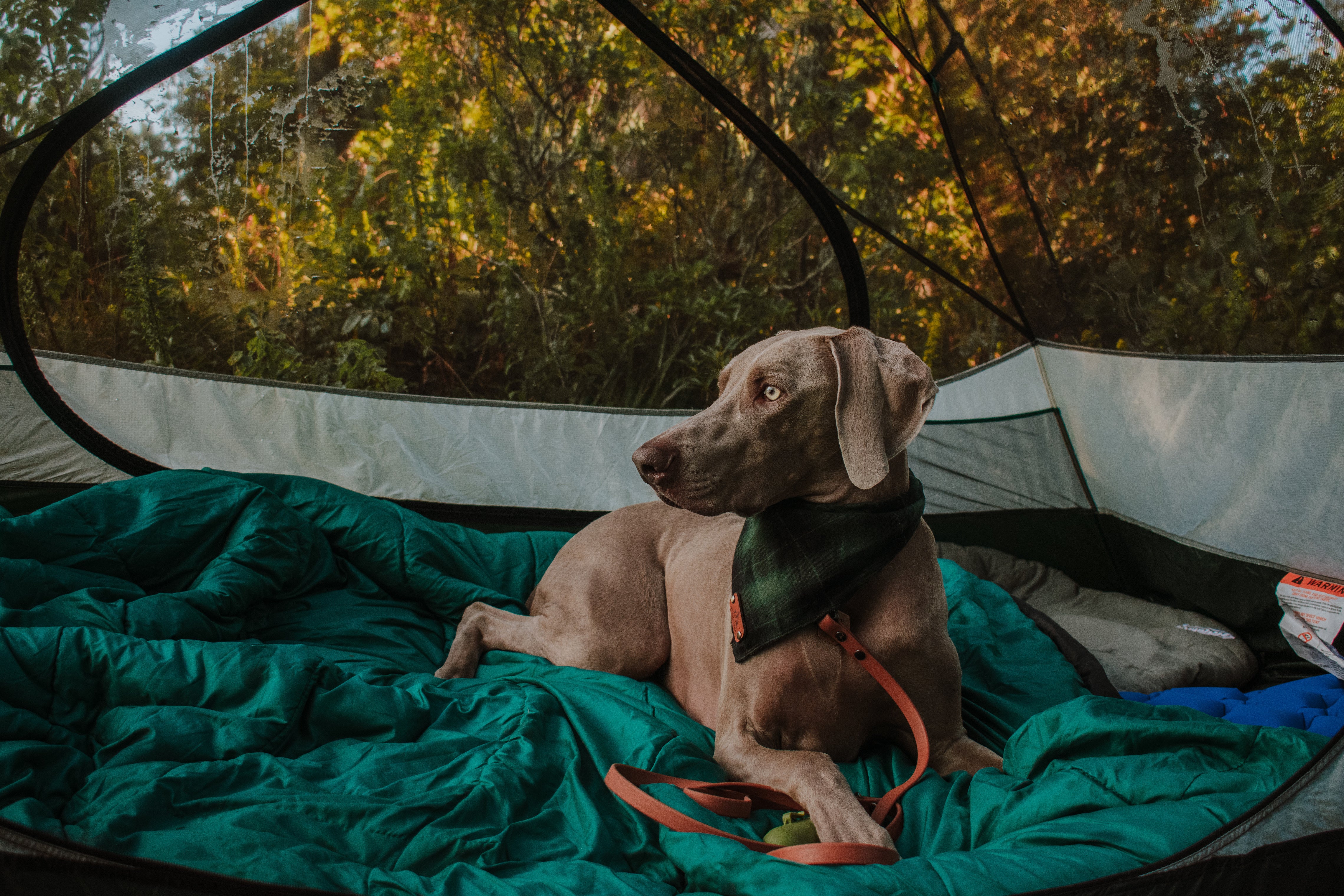 Denali Traditional Leash