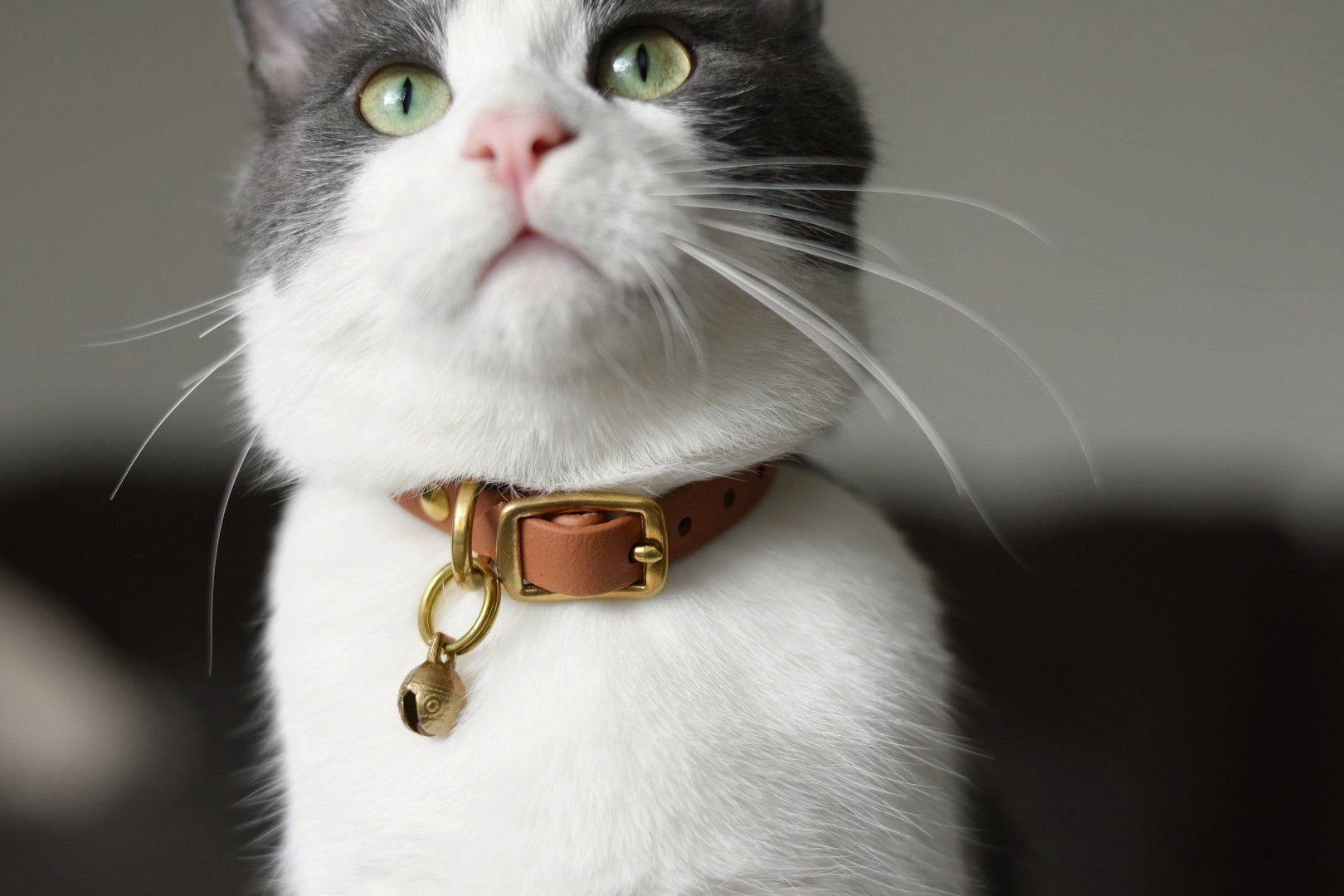 Katmai Collar