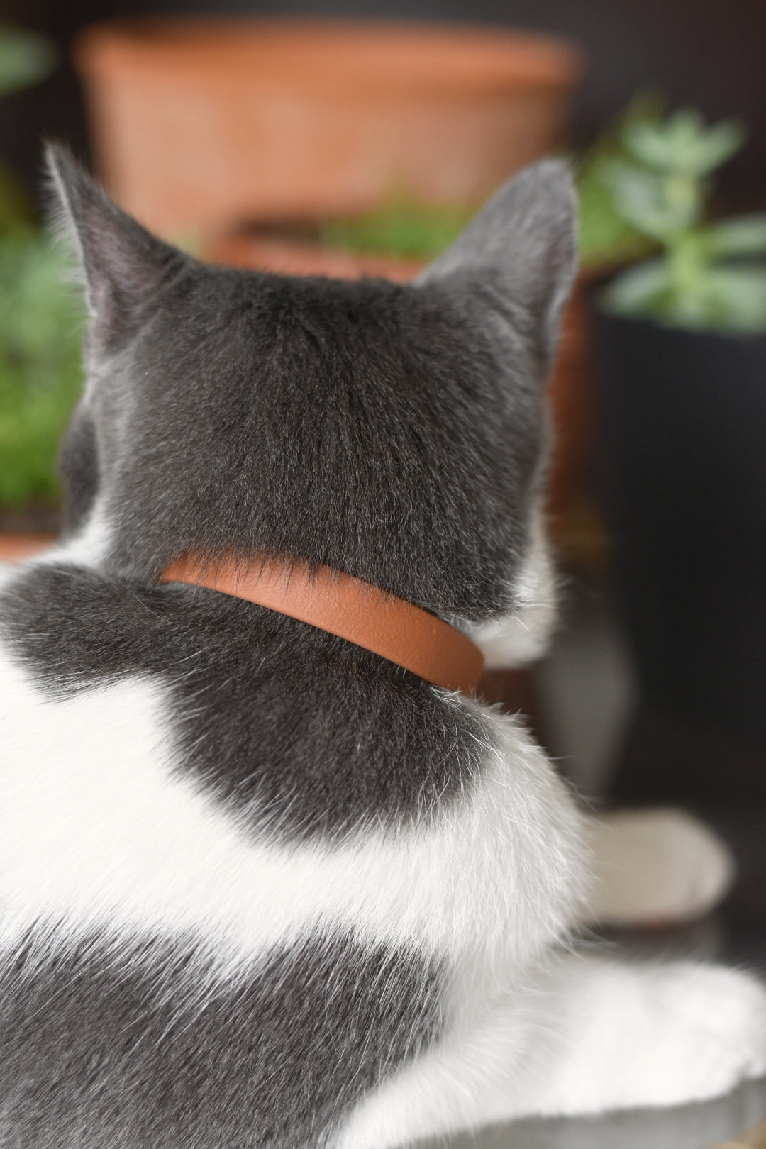 Katmai Collar