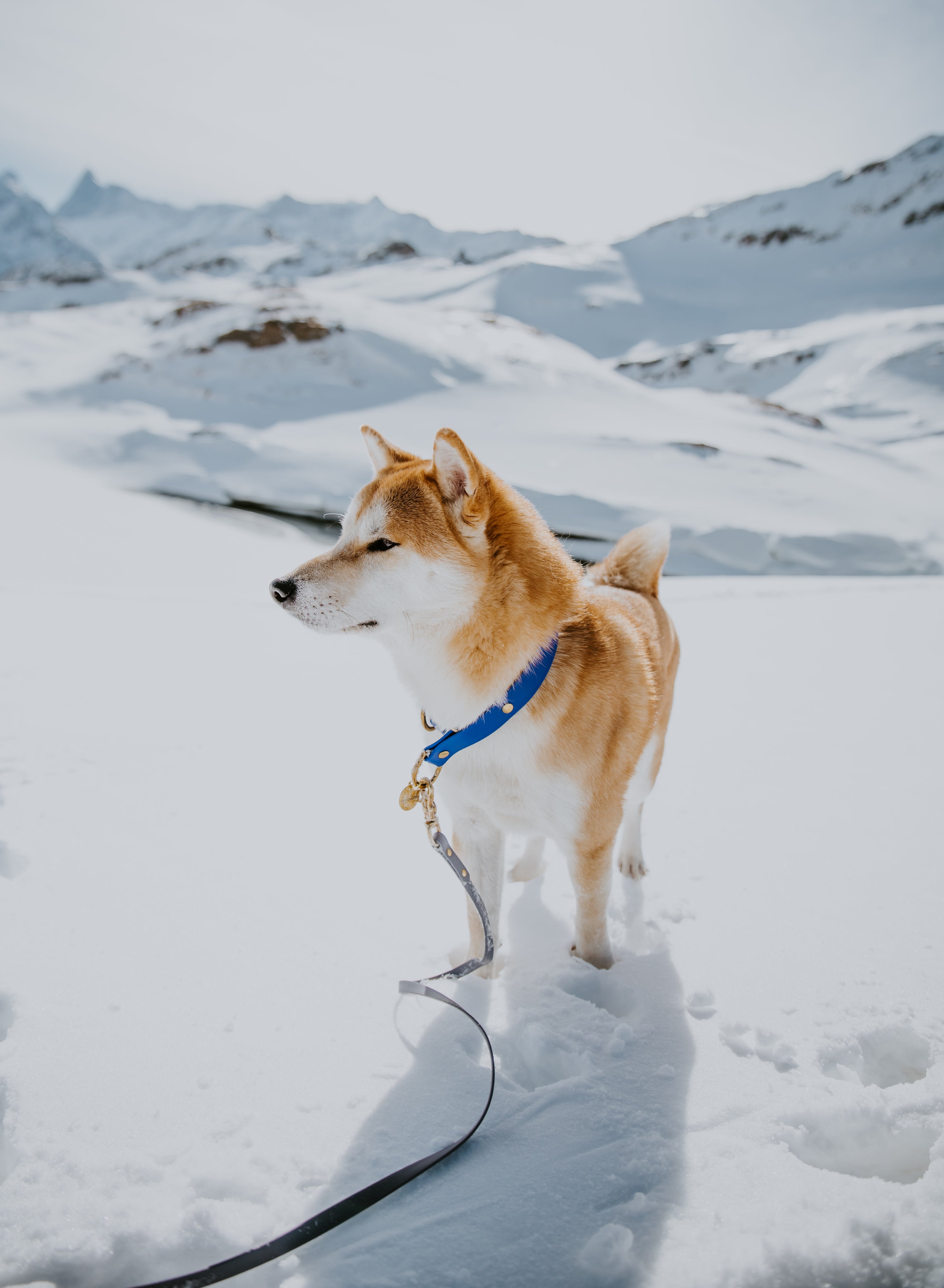 Competition Leash & Tracking Lines