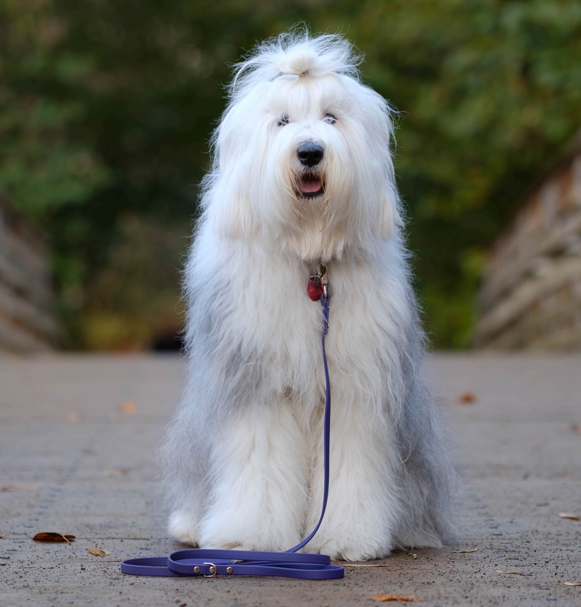 Denali Traditional Leash (WHOLESALE - CASE OF 6)