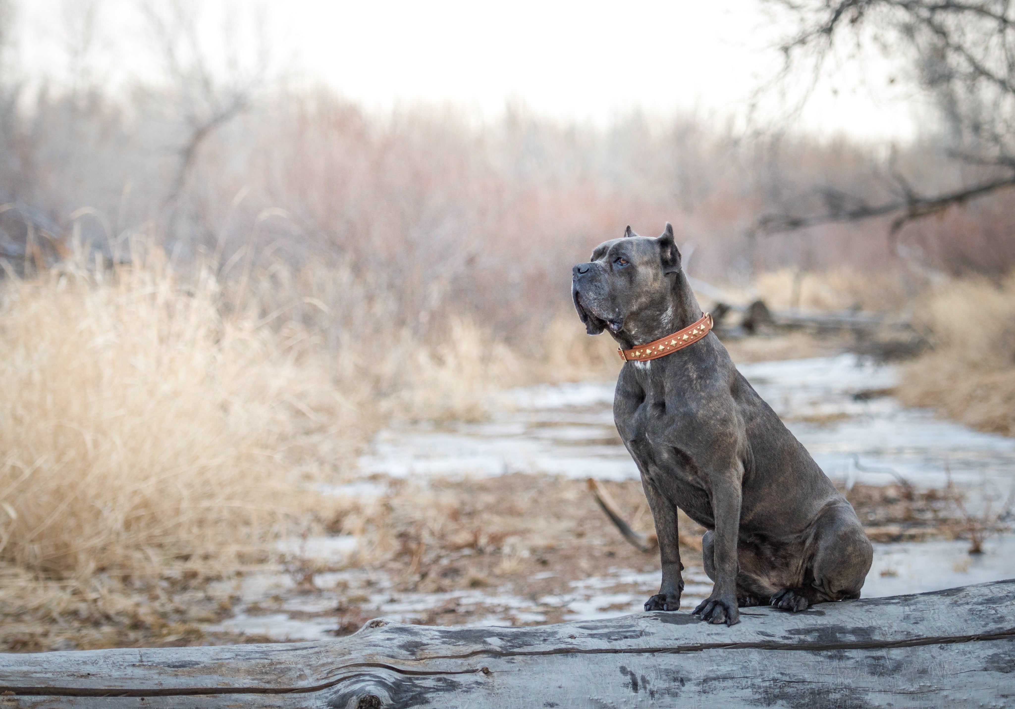 The 'Glacial Diamond' Collar