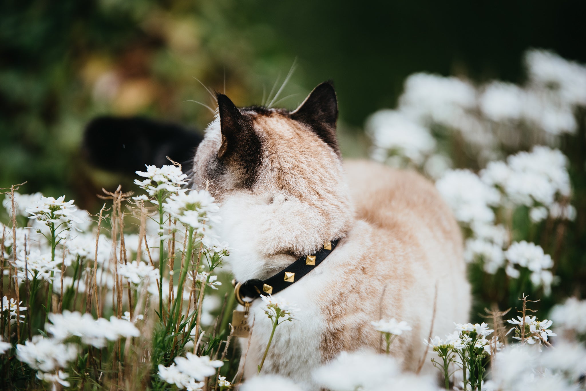 The 'Zambezi' Katmai Collar