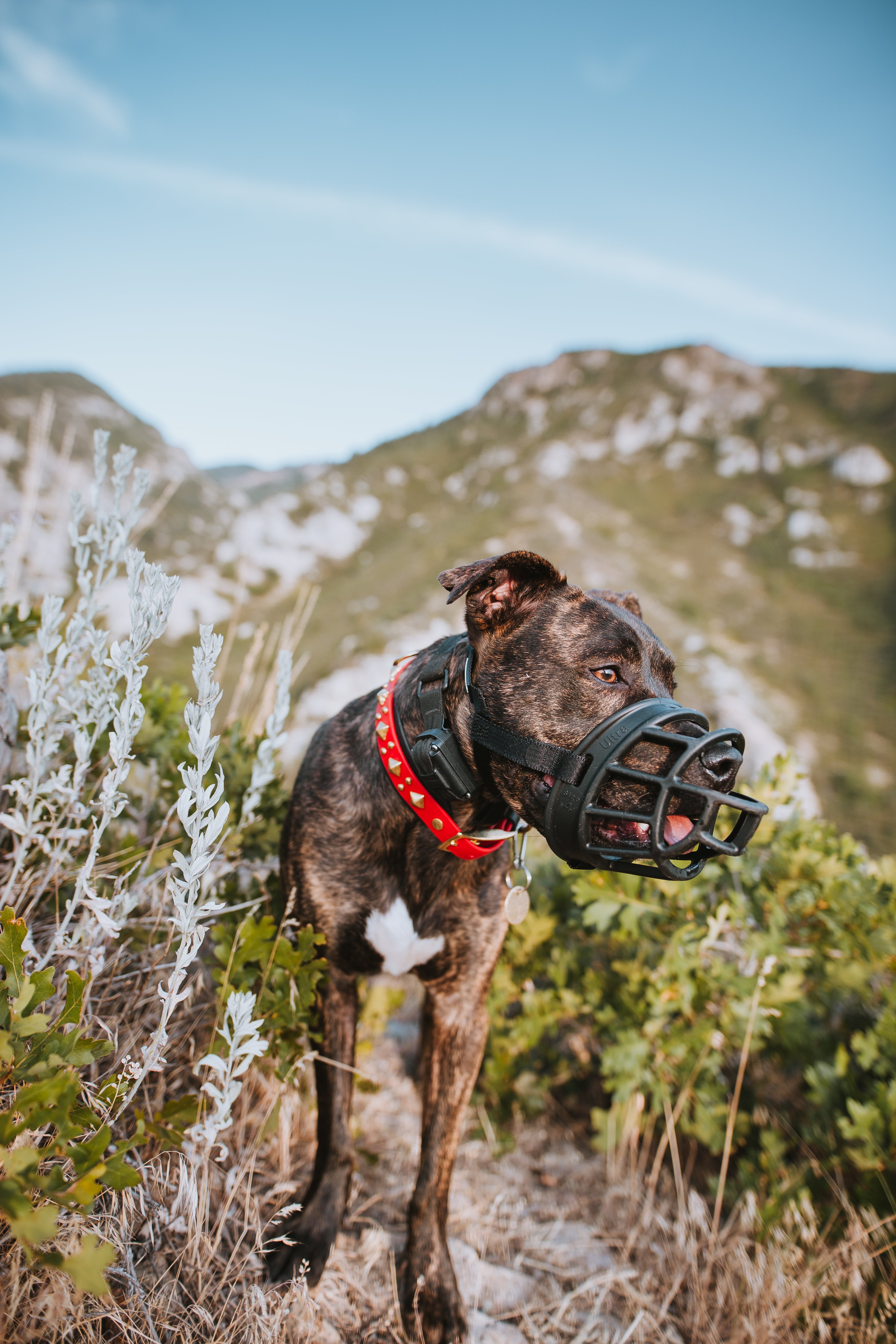 The 'Glacial Diamond' Collar