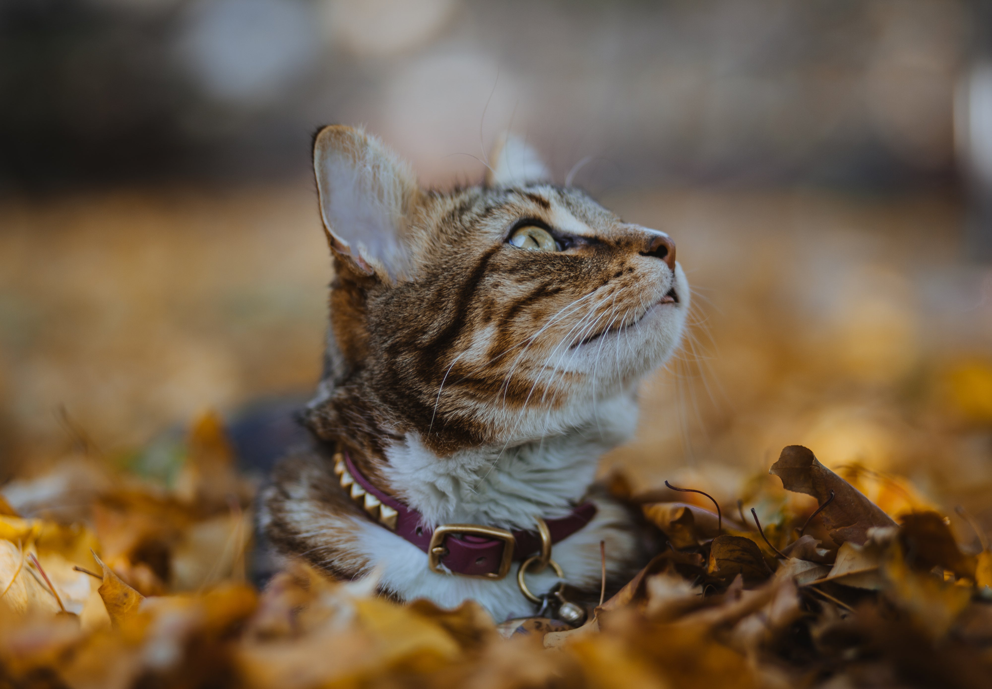 The 'Pax' Katmai Collar