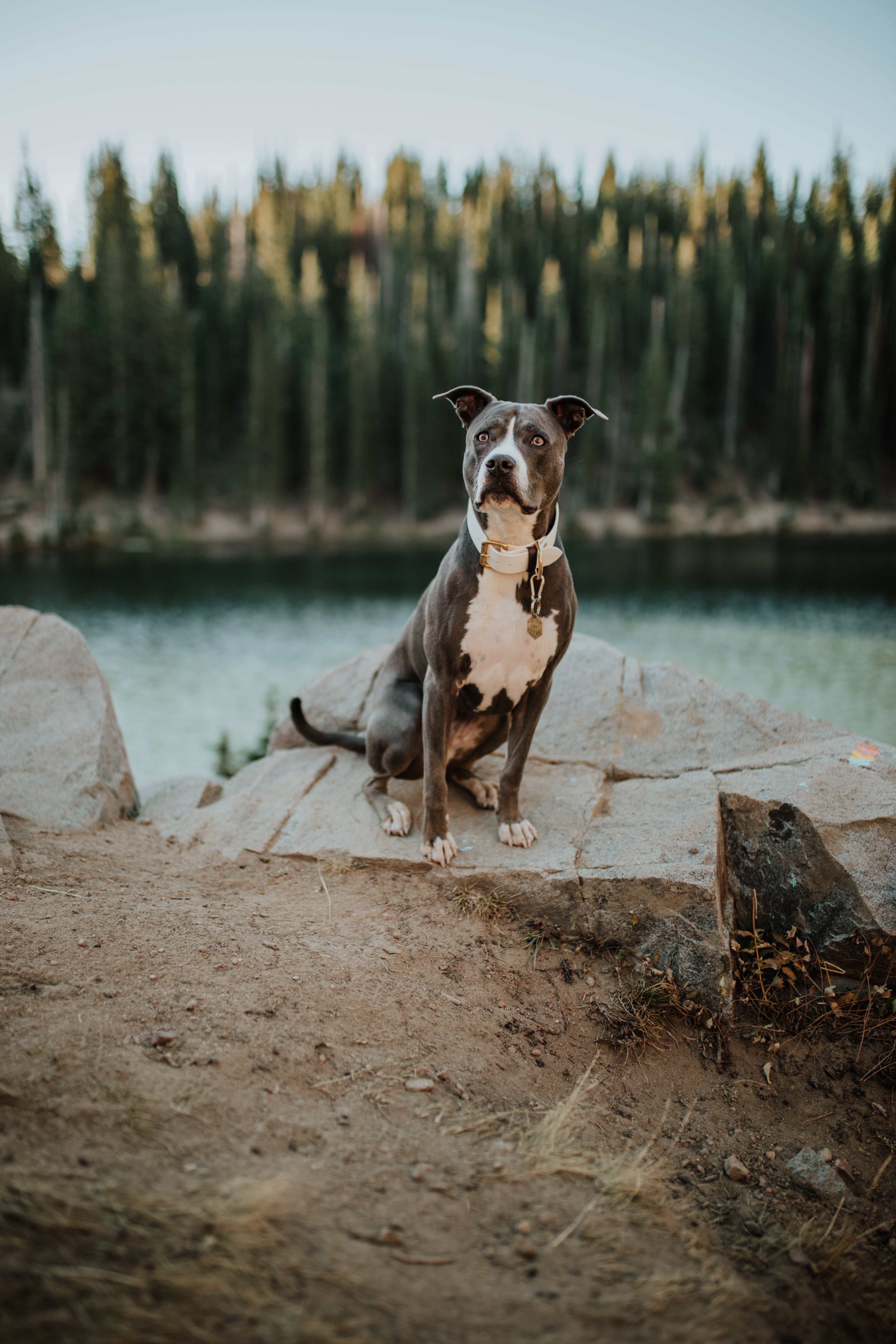 The Sitka Collar (1.5