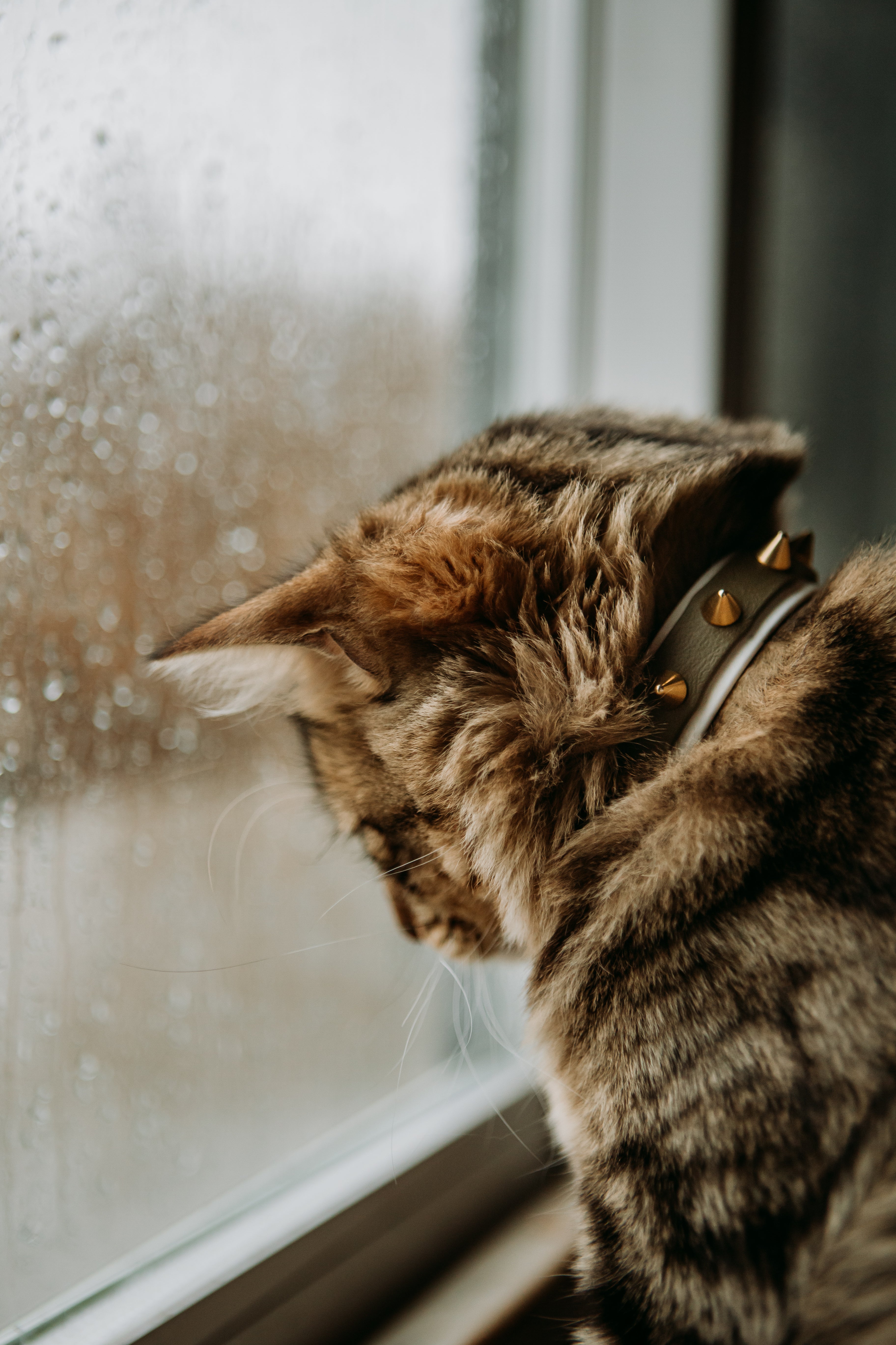 The 'Winston' Katmai Collar