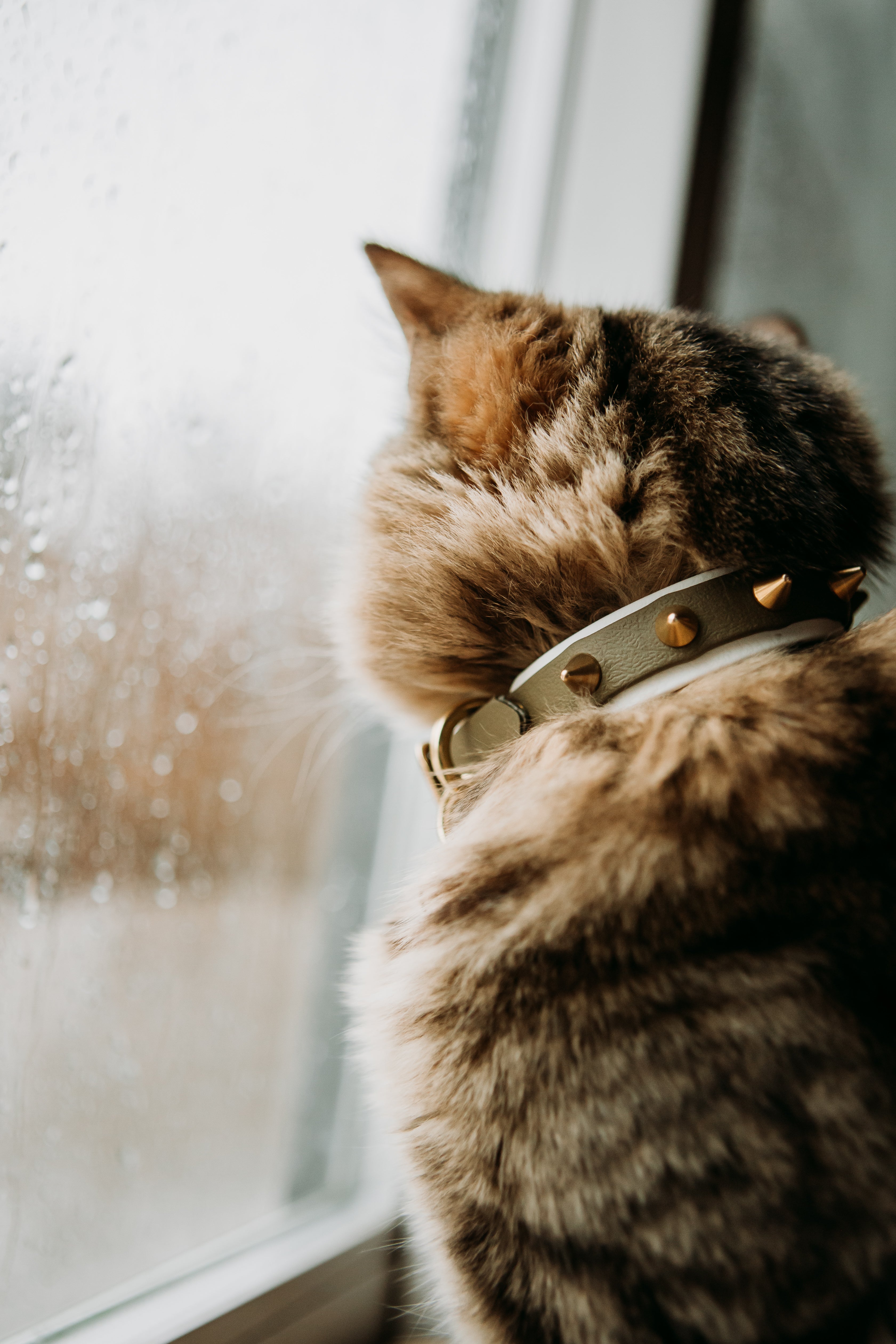 The 'Winston' Katmai Collar