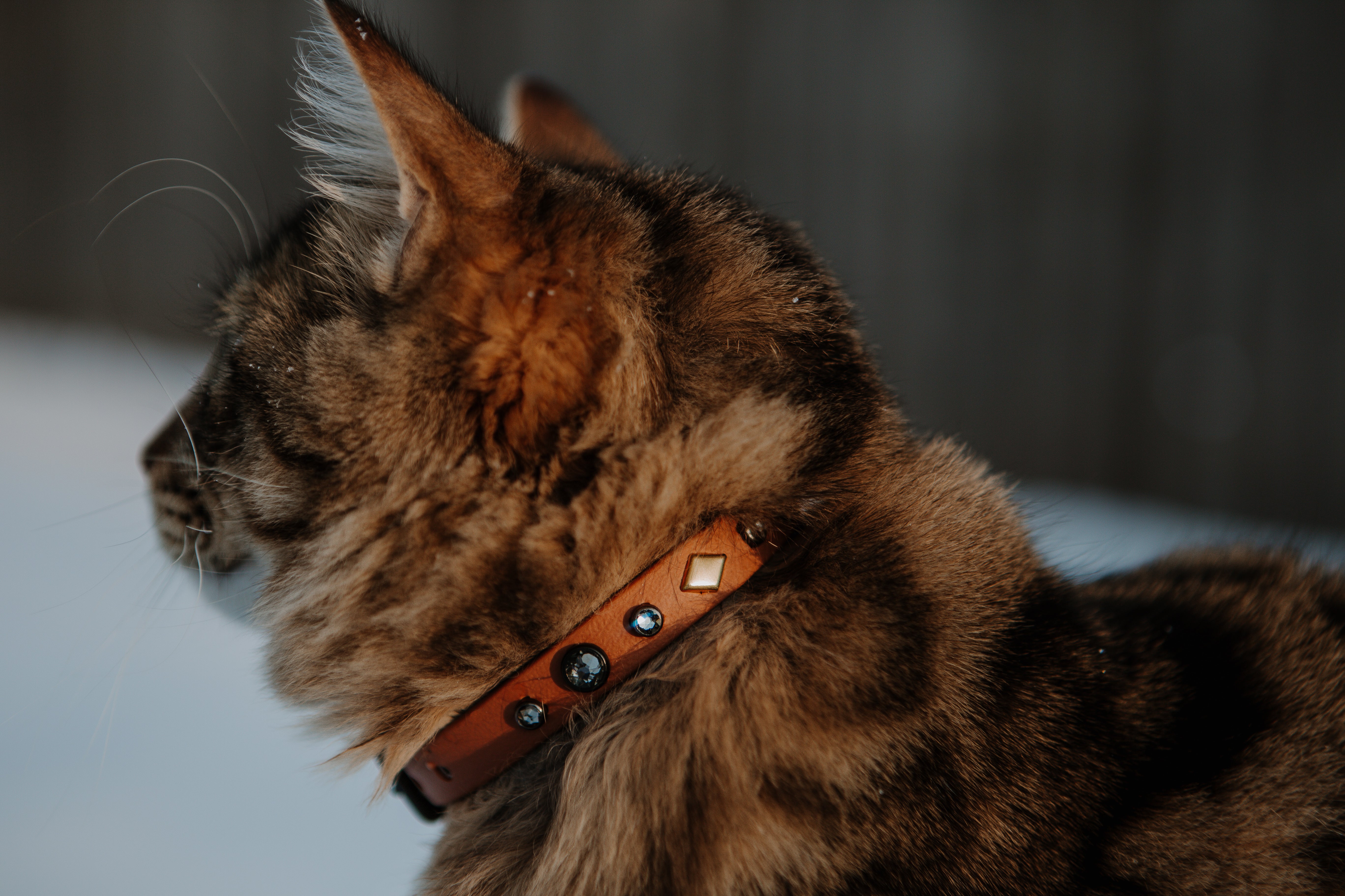 The 'Reina' Katmai Collar