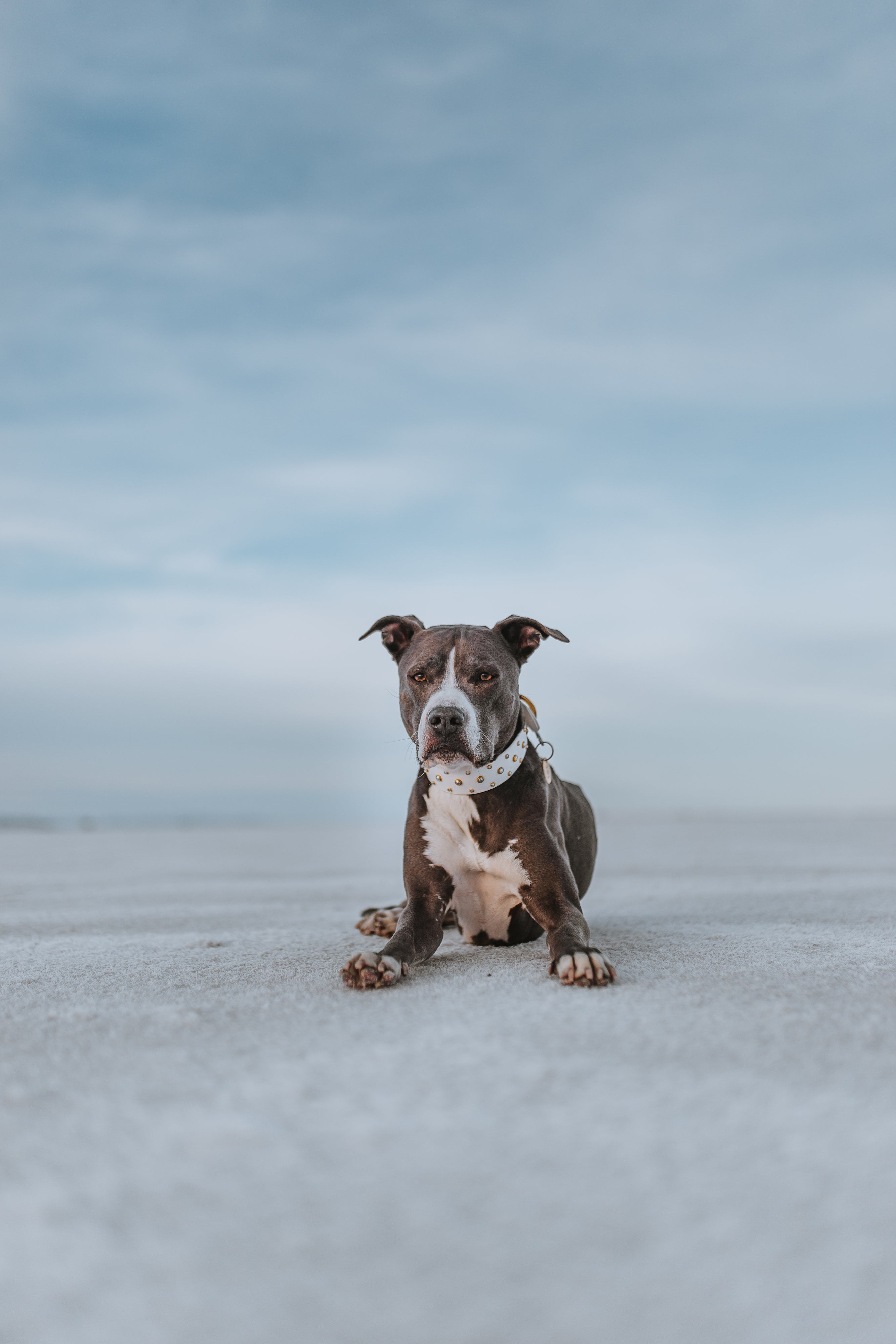 The 'Summit' Collar