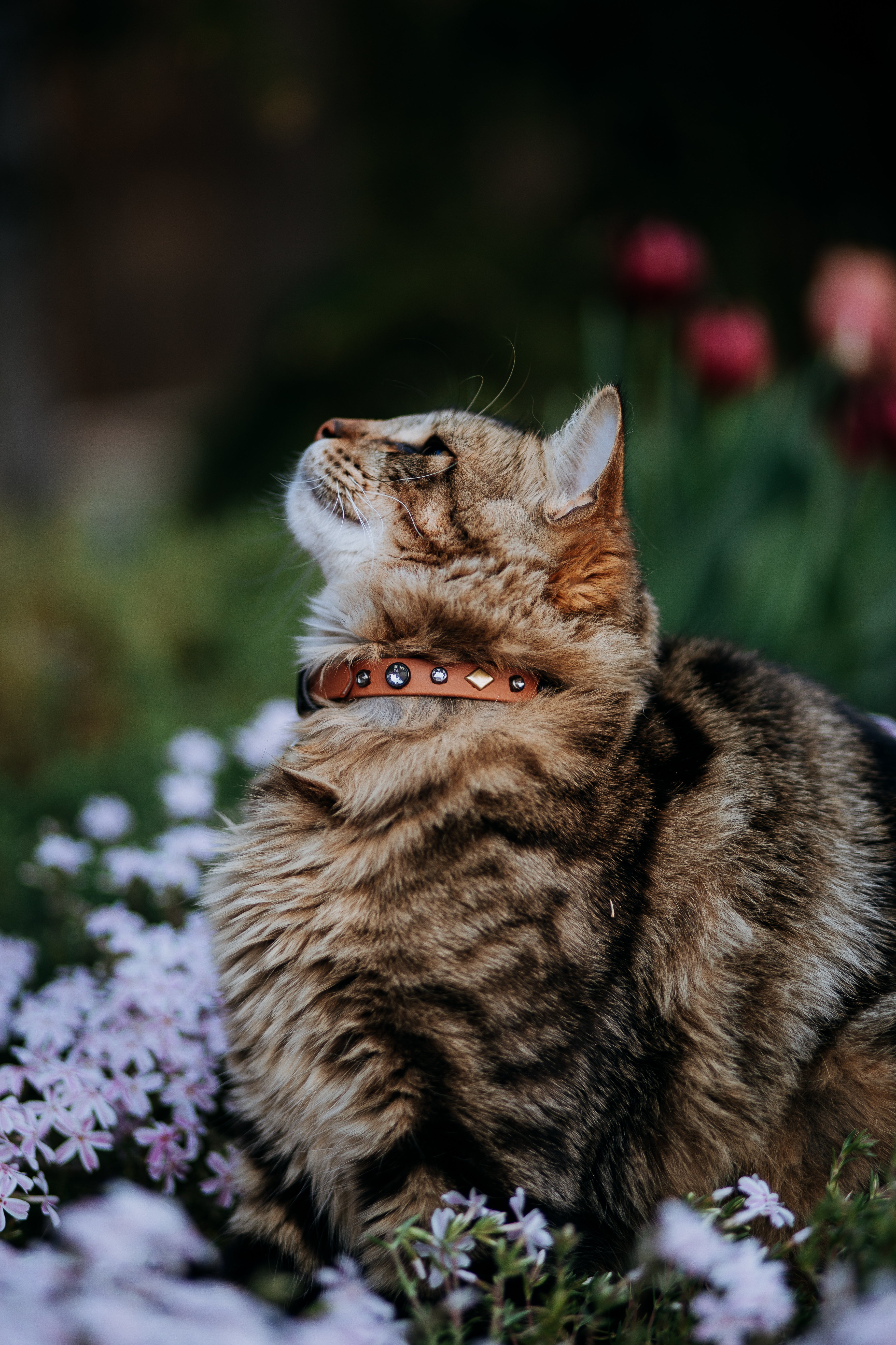 The 'Reina' Katmai Collar