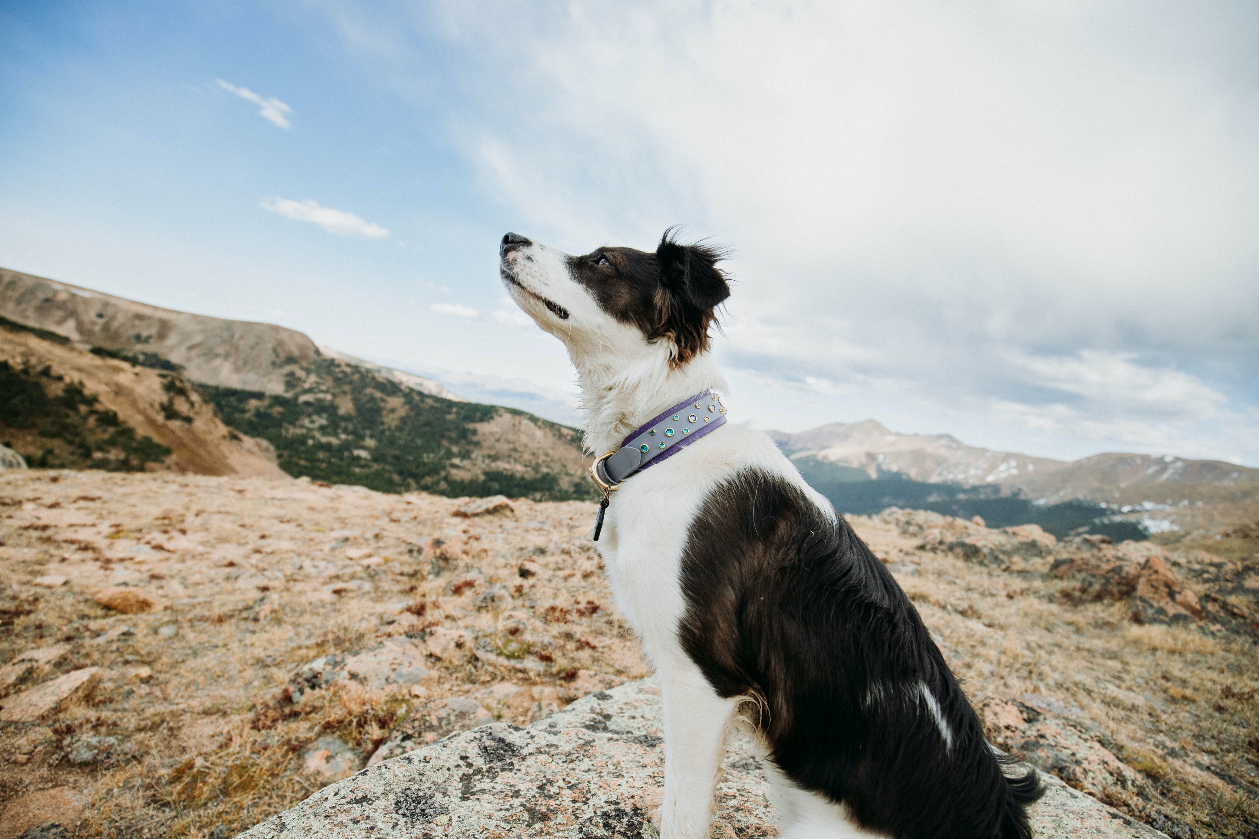 The 'Summit' Collar