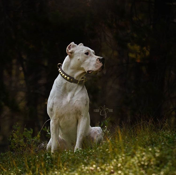 The 'Pax' Collar