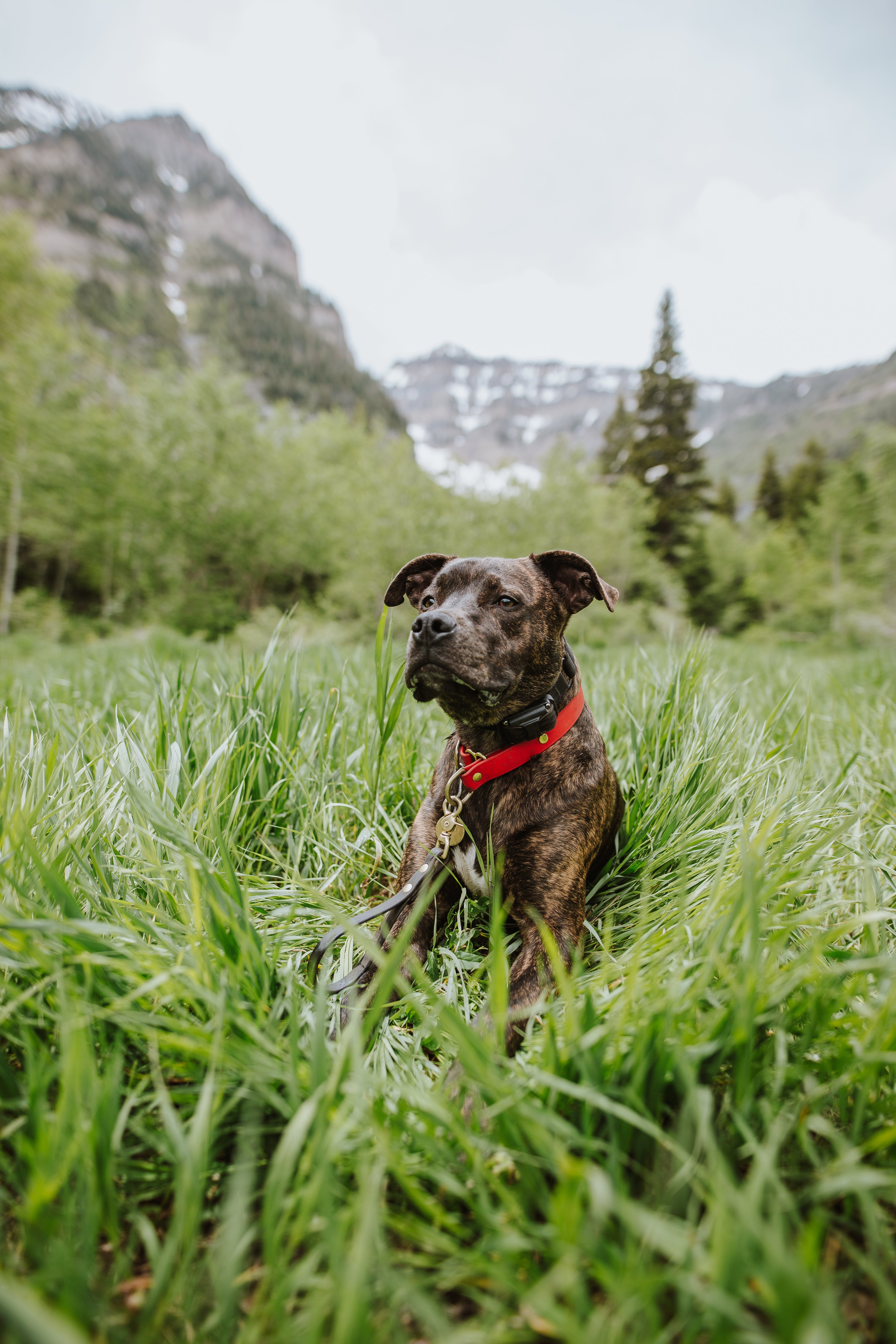 Denali Slip Collar