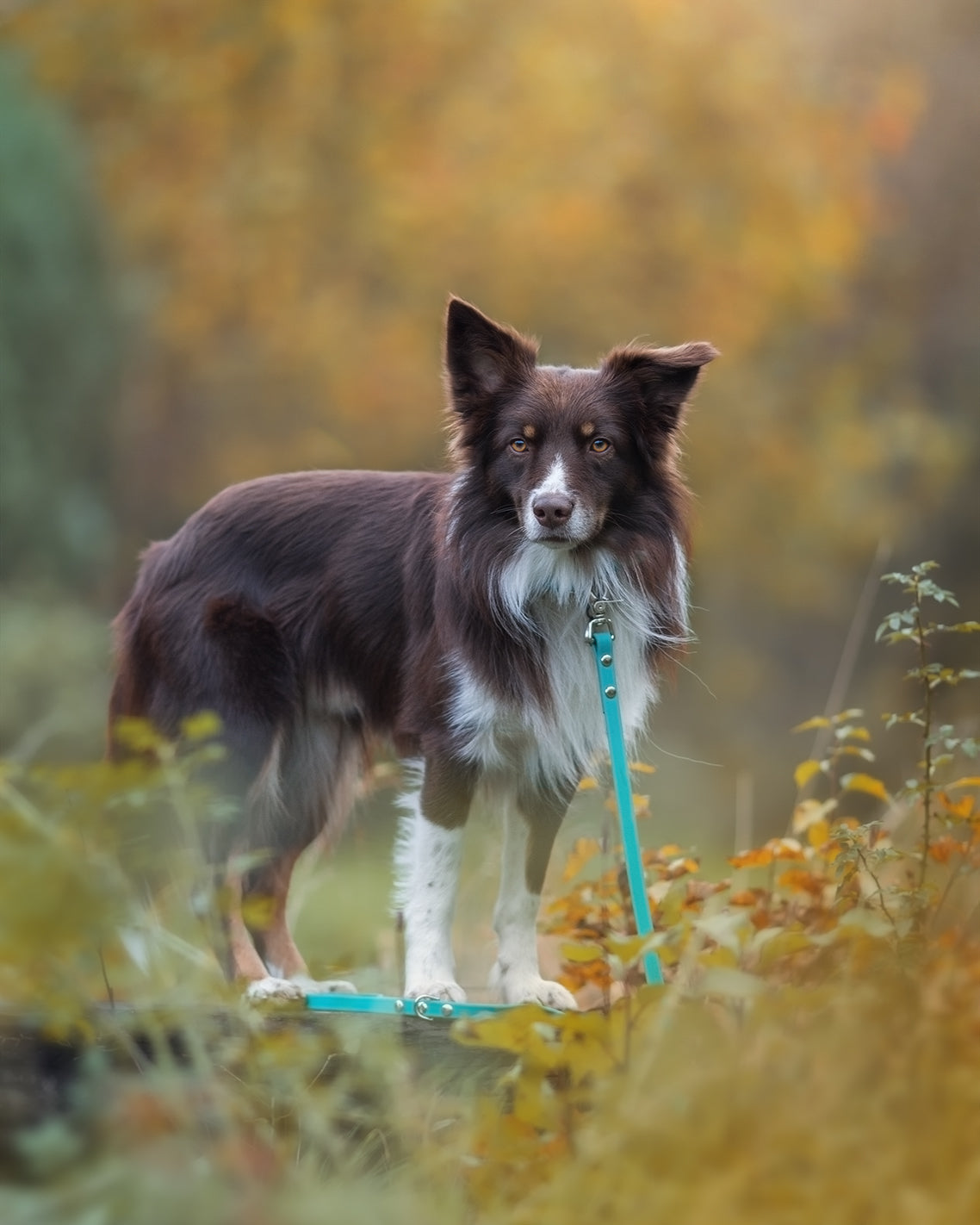 Denali Traditional Leash