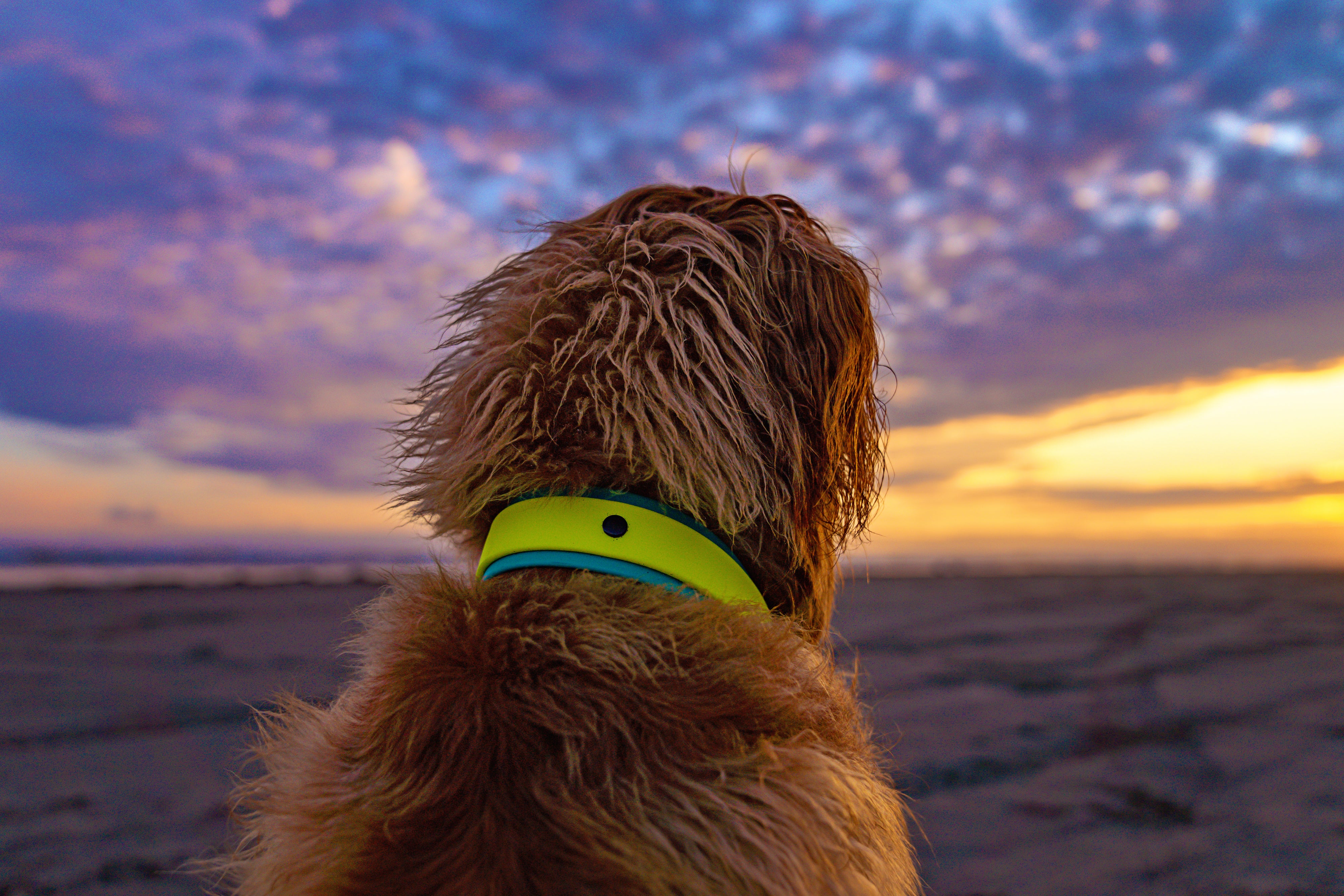 The 'McKinley' Double Layer Collar
