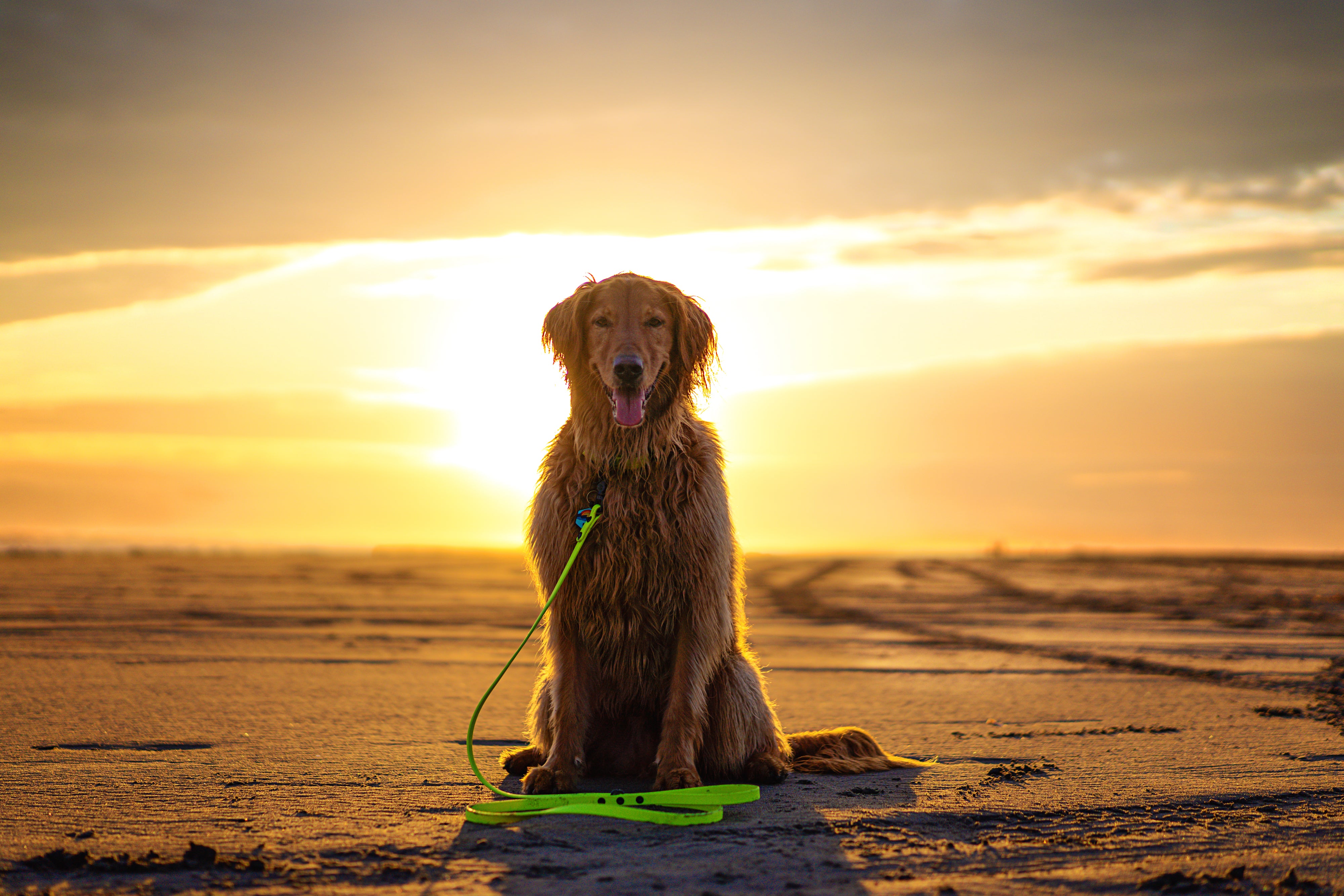 Denali Traditional Leash