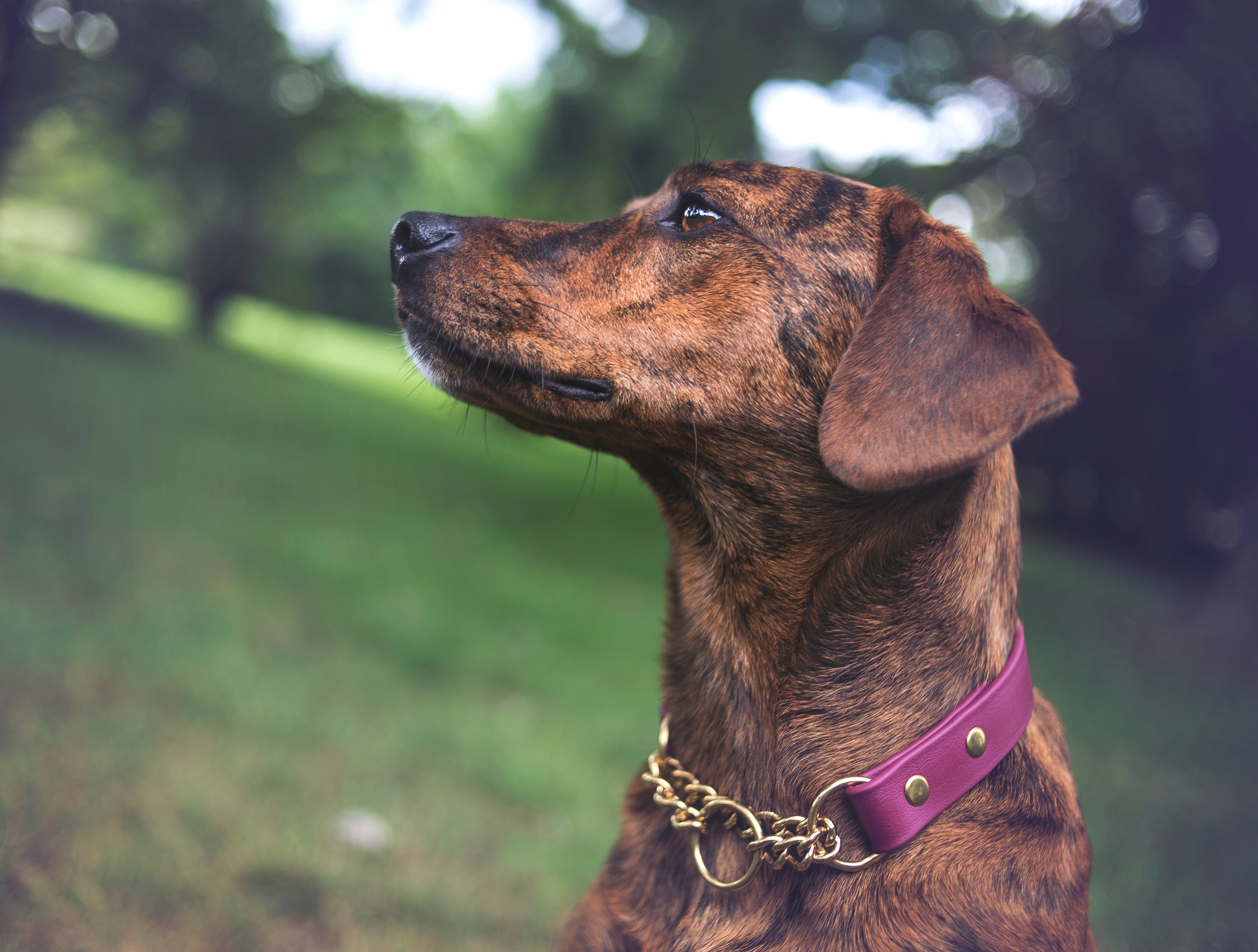 Denali Martingale Collar