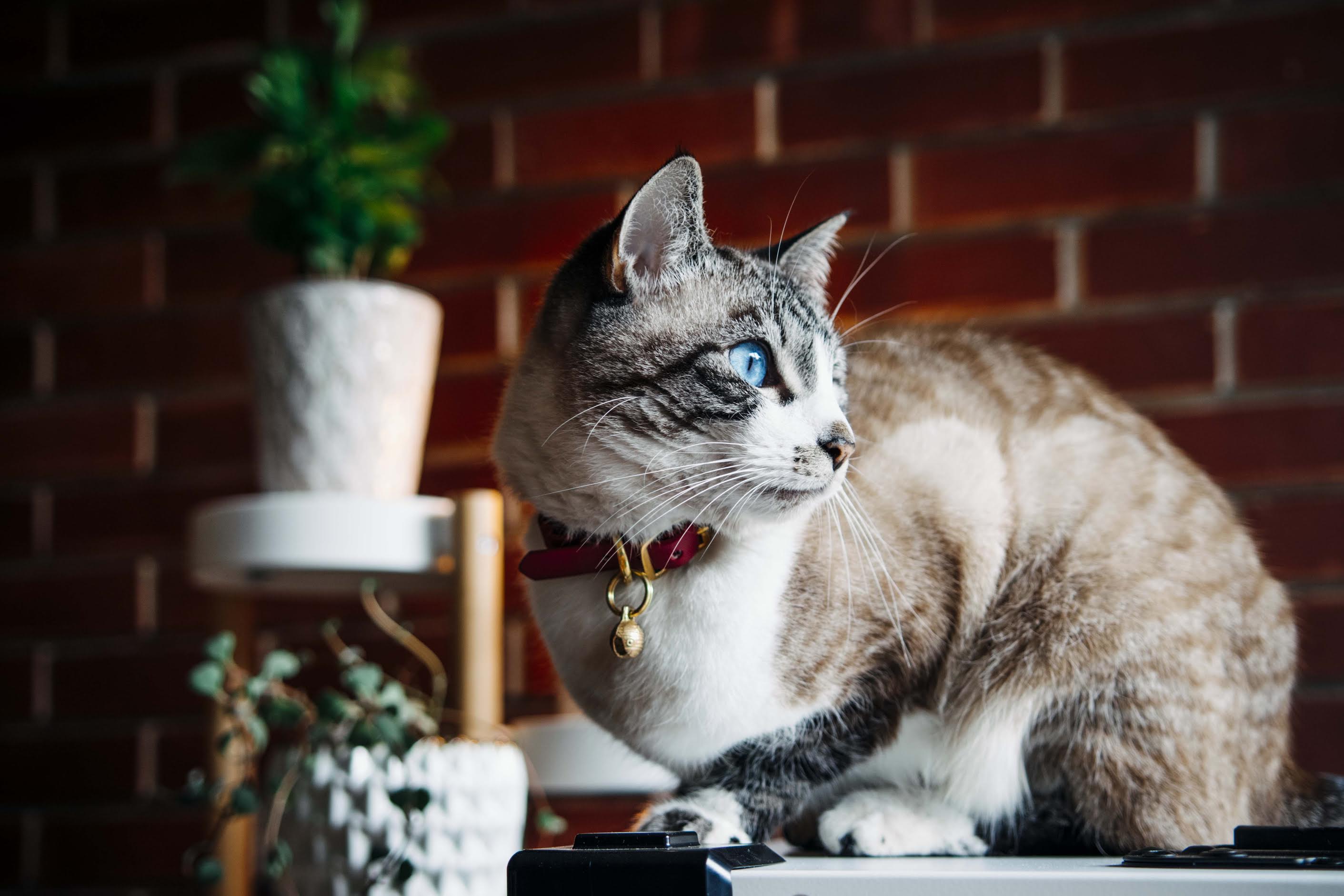 Katmai Collar