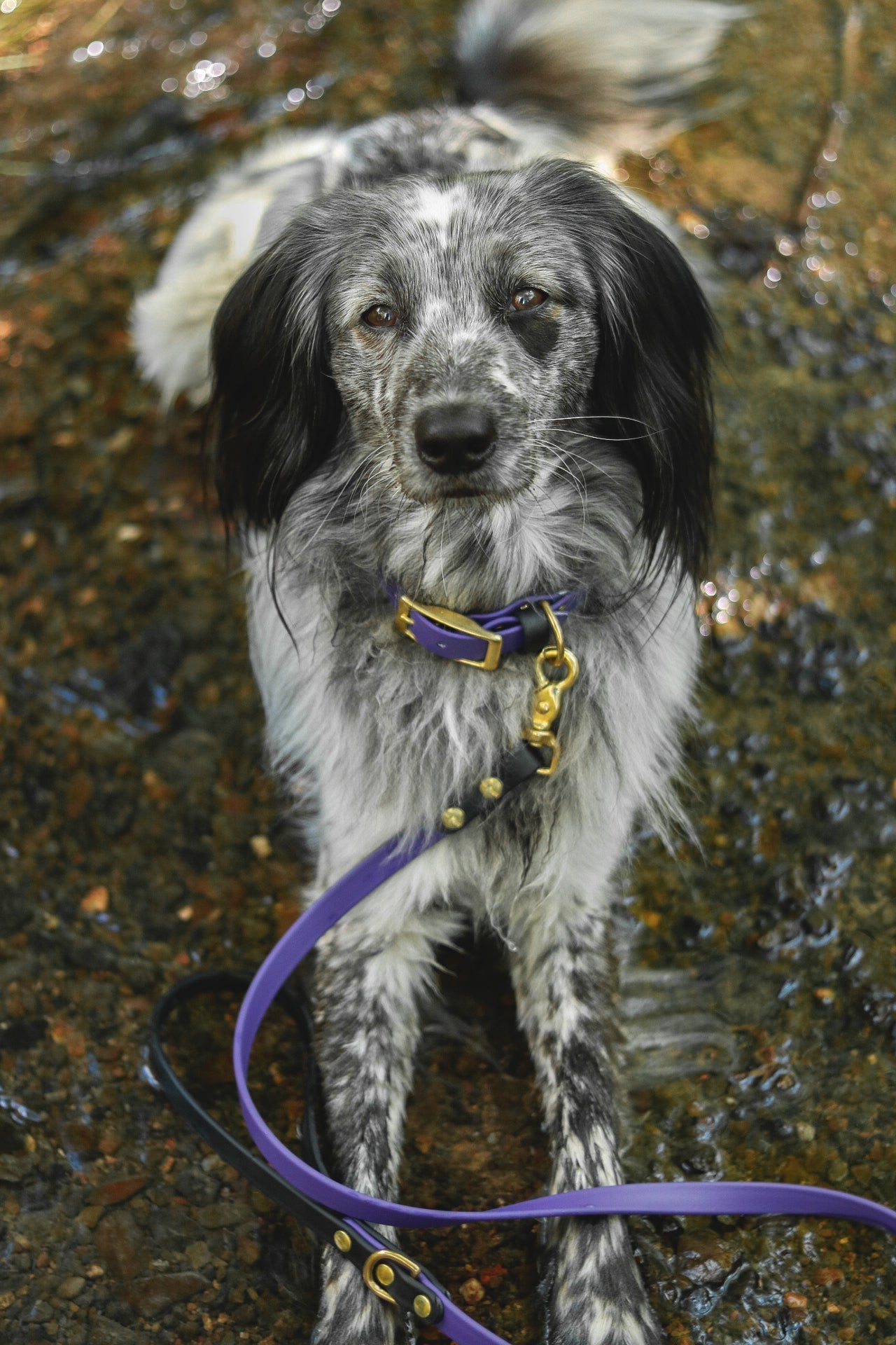 Two-Color McKinley Leash (WHOLESALE - CASE OF 6)