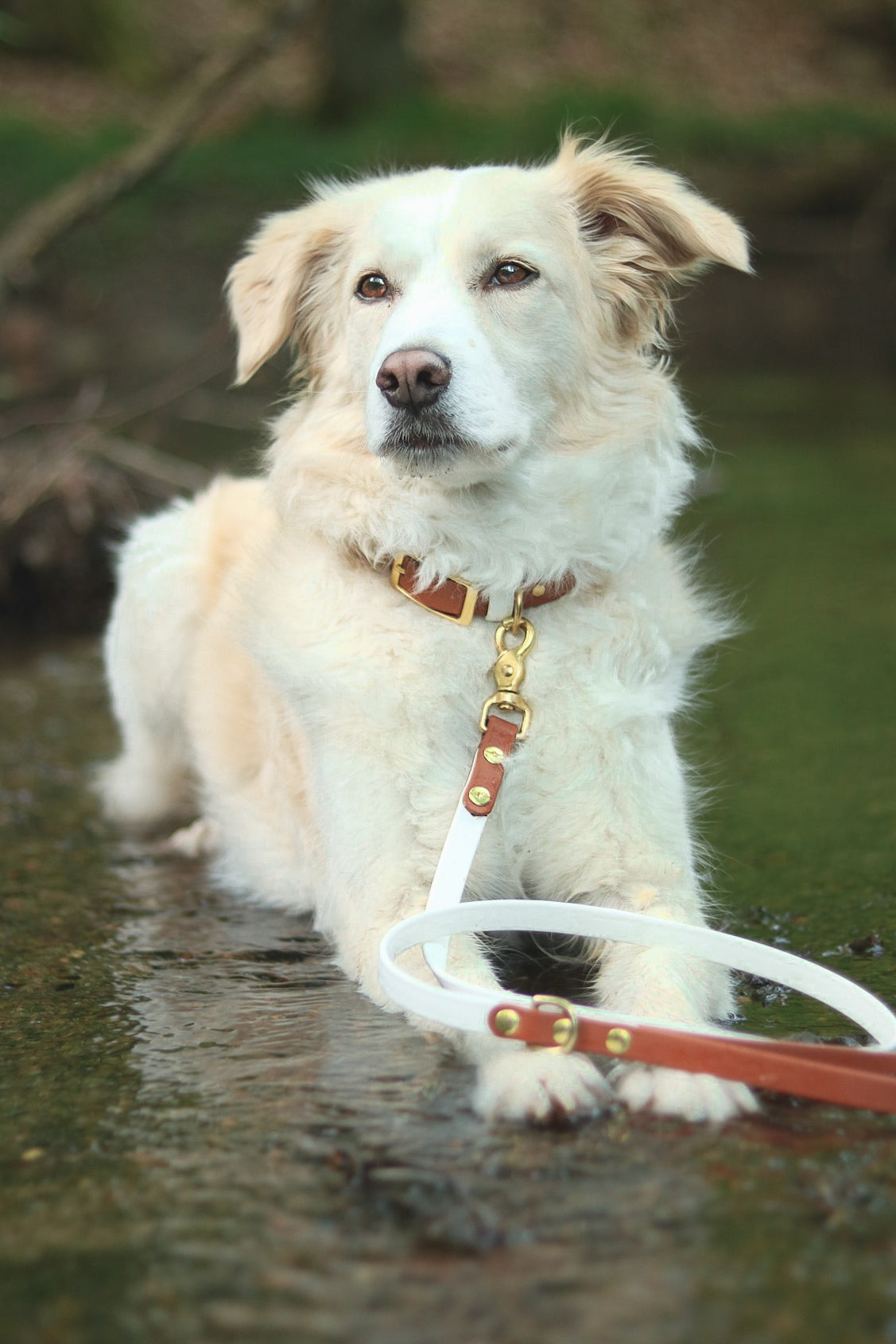Two-Color McKinley Leash (WHOLESALE - CASE OF 6)