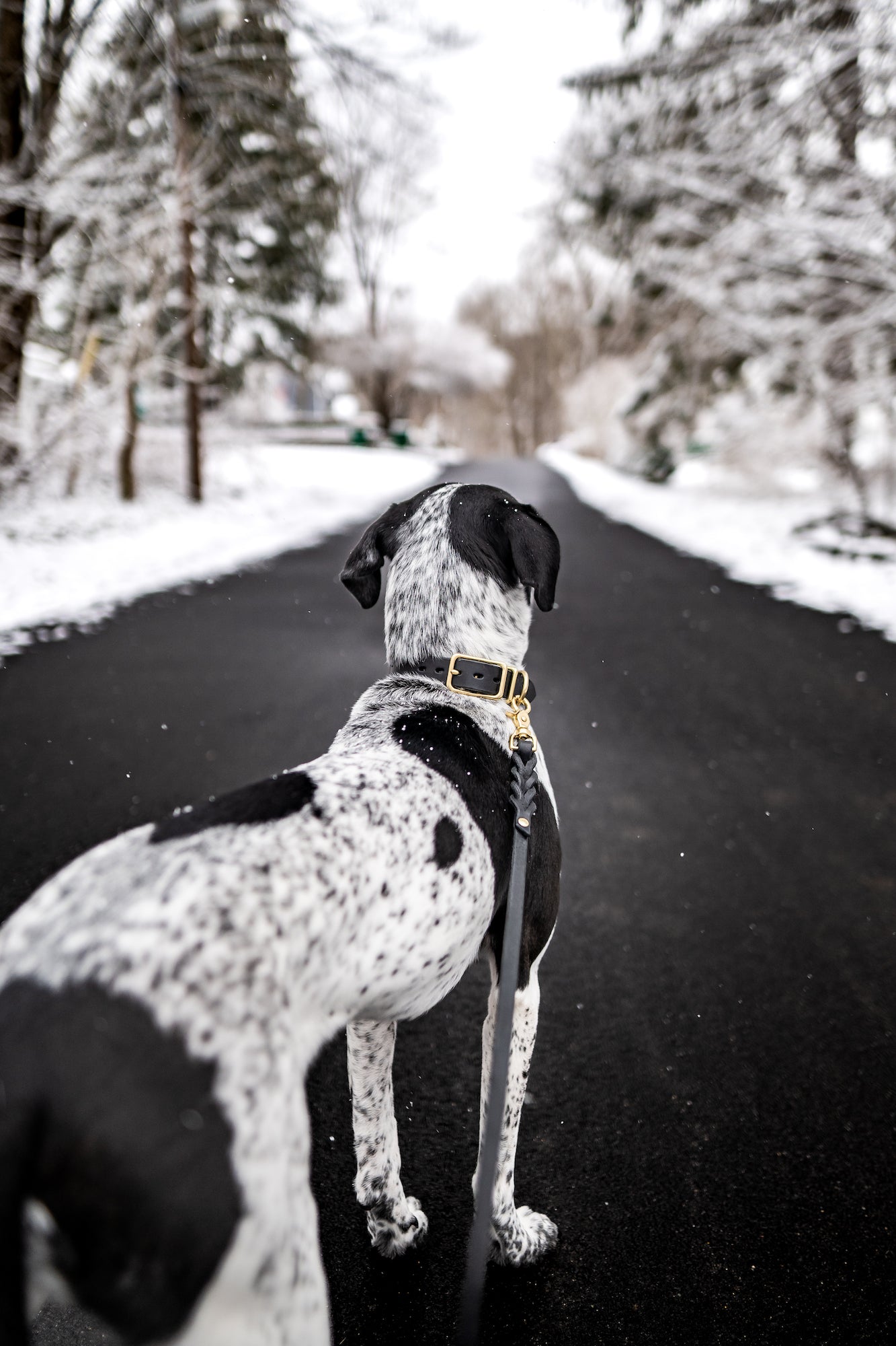 Traditional Leather Leash