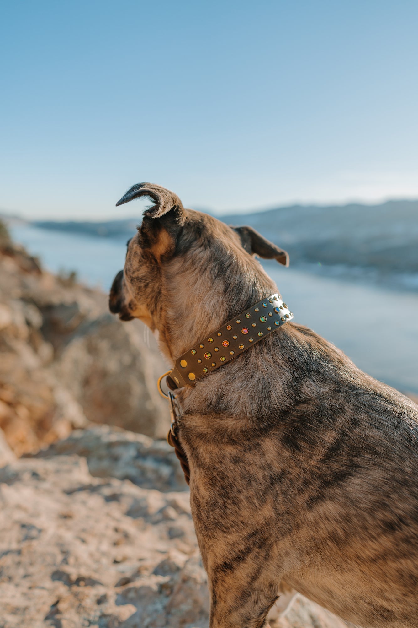 The 'Solstice' Leather Collar (1.5