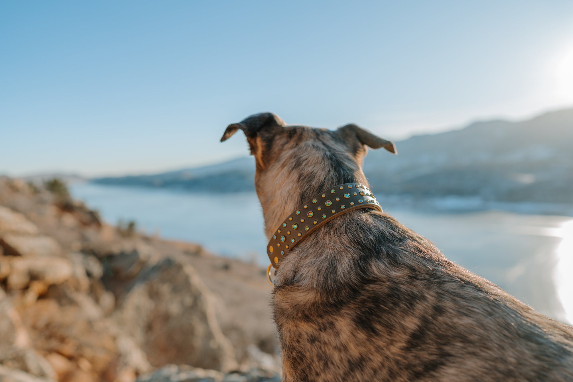 The 'Solstice' Leather Collar (1.5