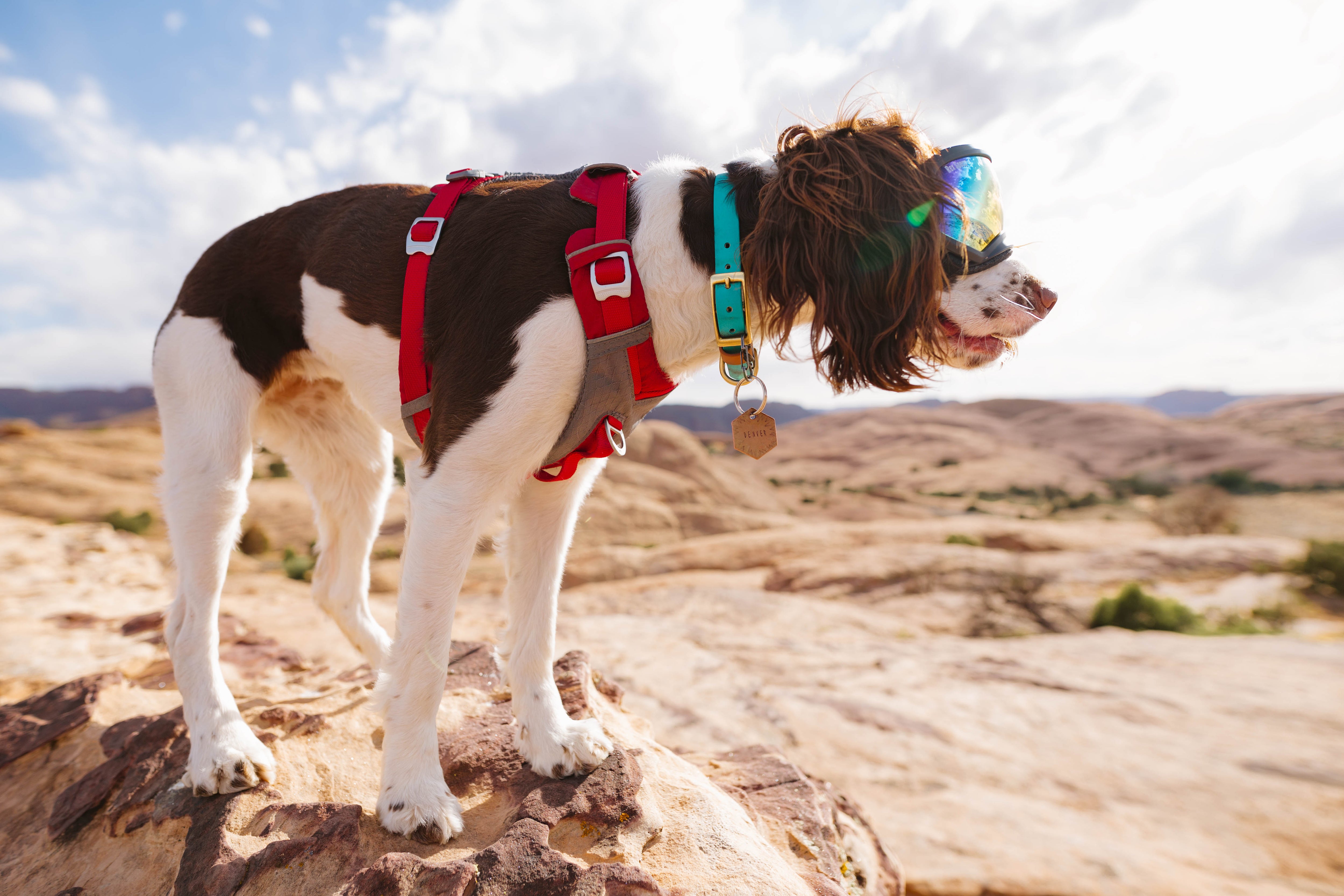 Denali Classic Buckle Collar