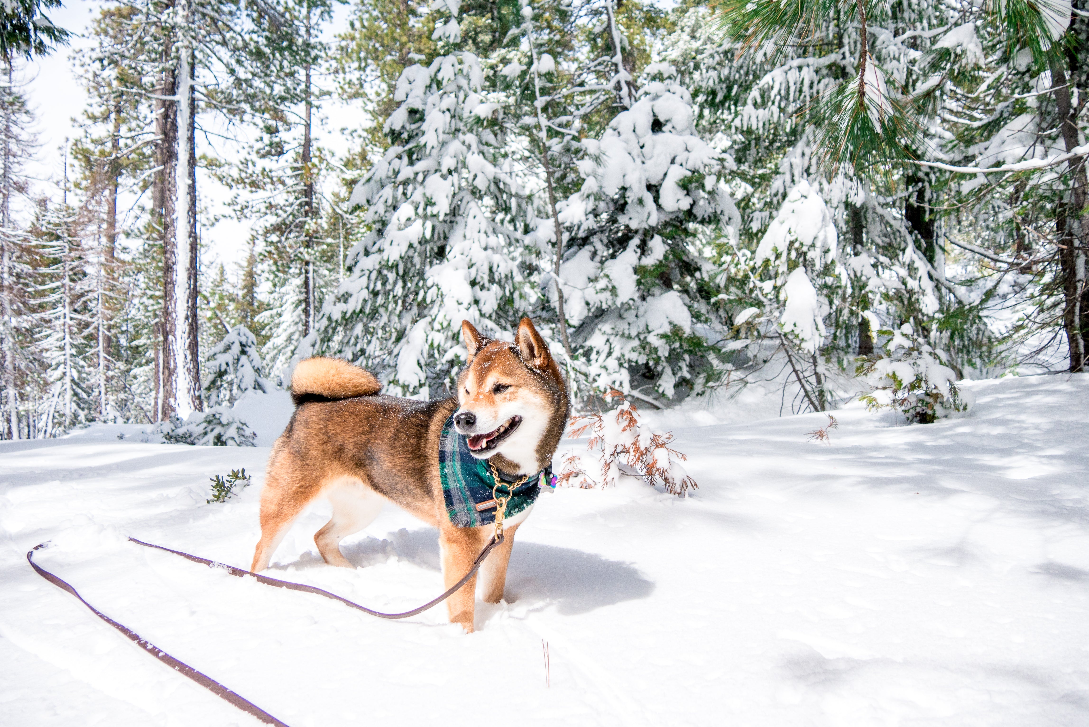 Denali Long Line Leash