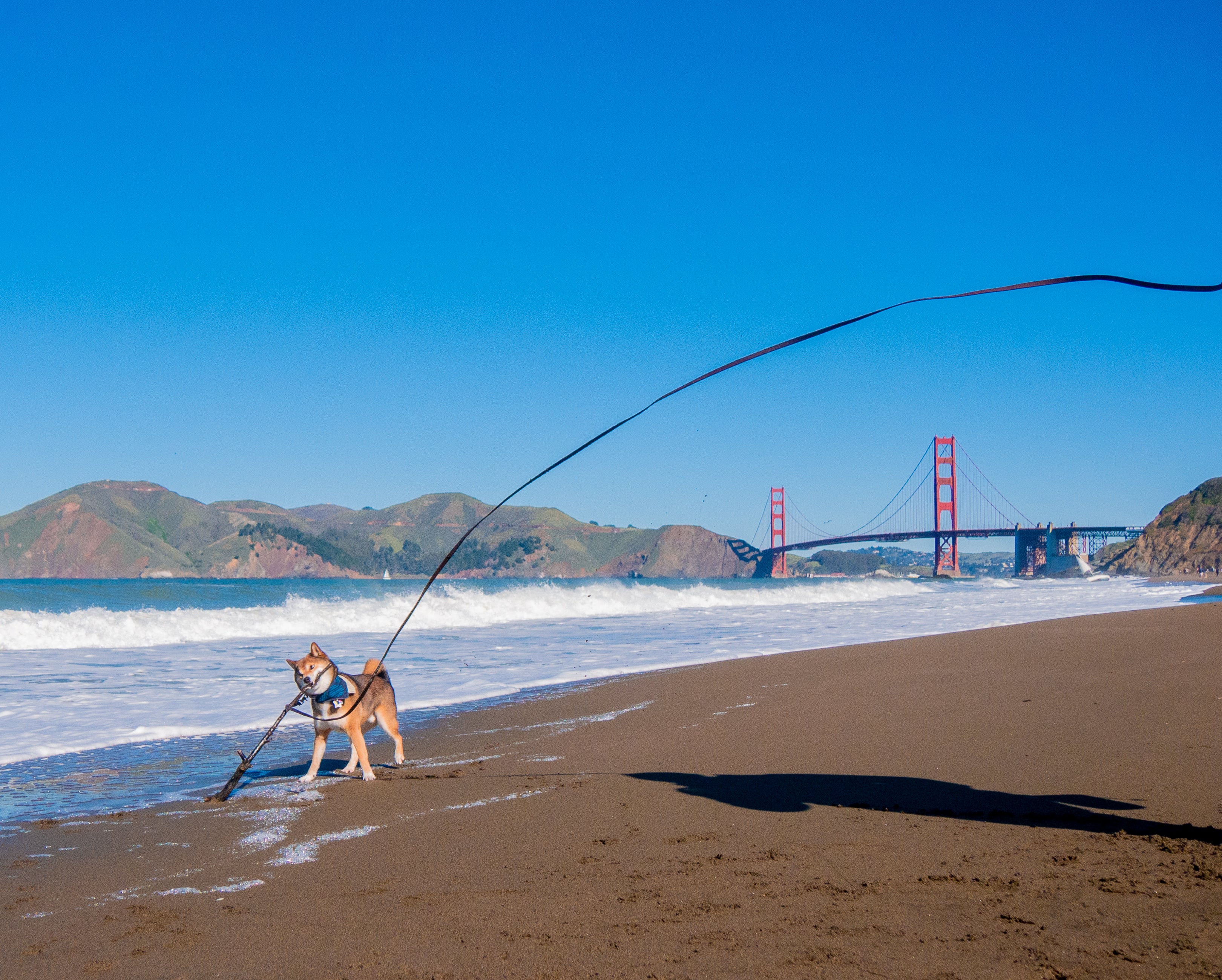 Denali Long Line Leash