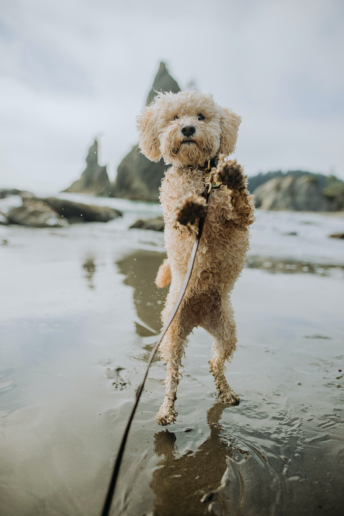 Competition Leash & Tracking Lines