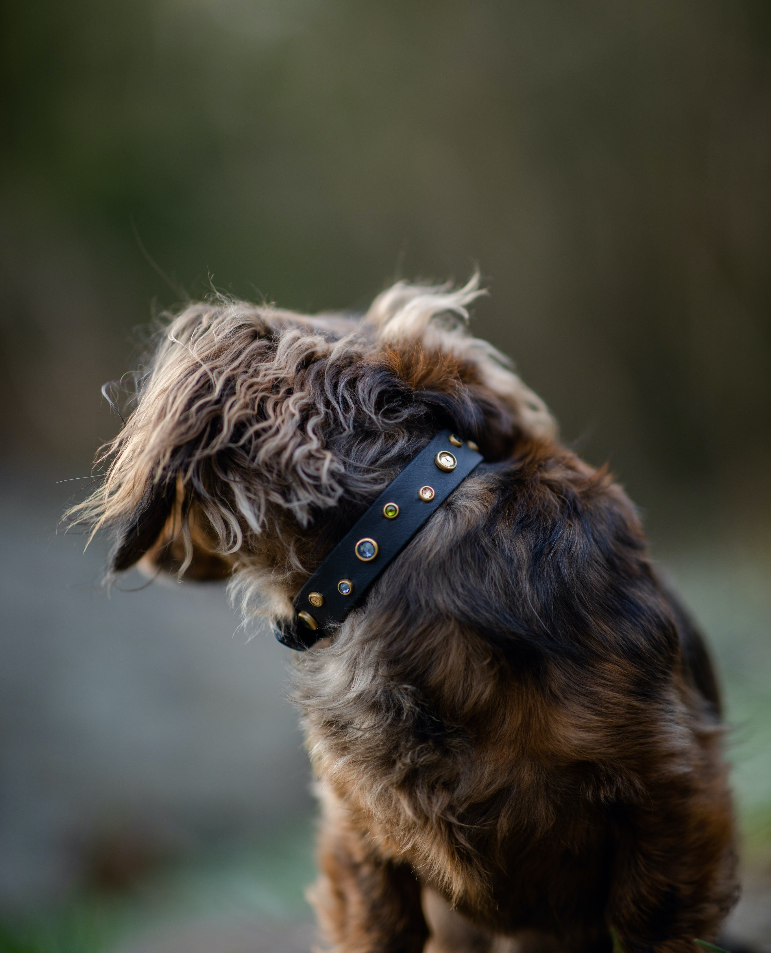 The 'Bijou' Collar