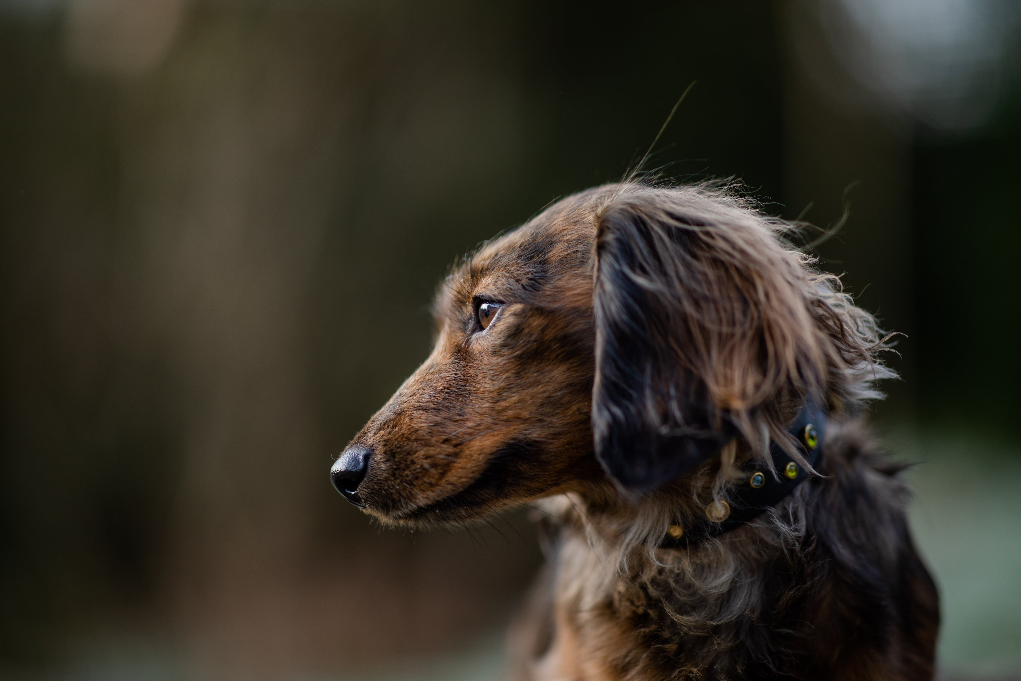 The 'Bijou' Collar